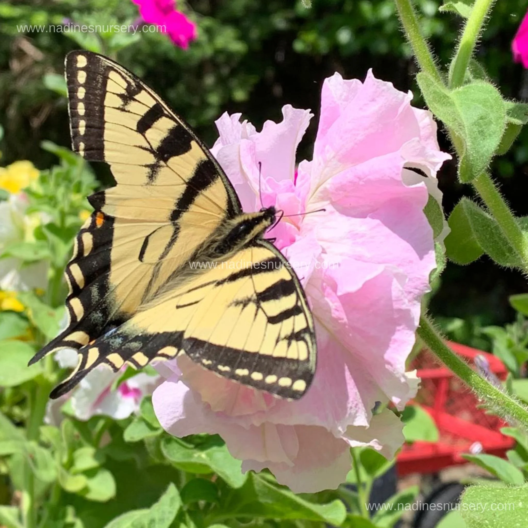 Petunia - Double Cascade Mix (5