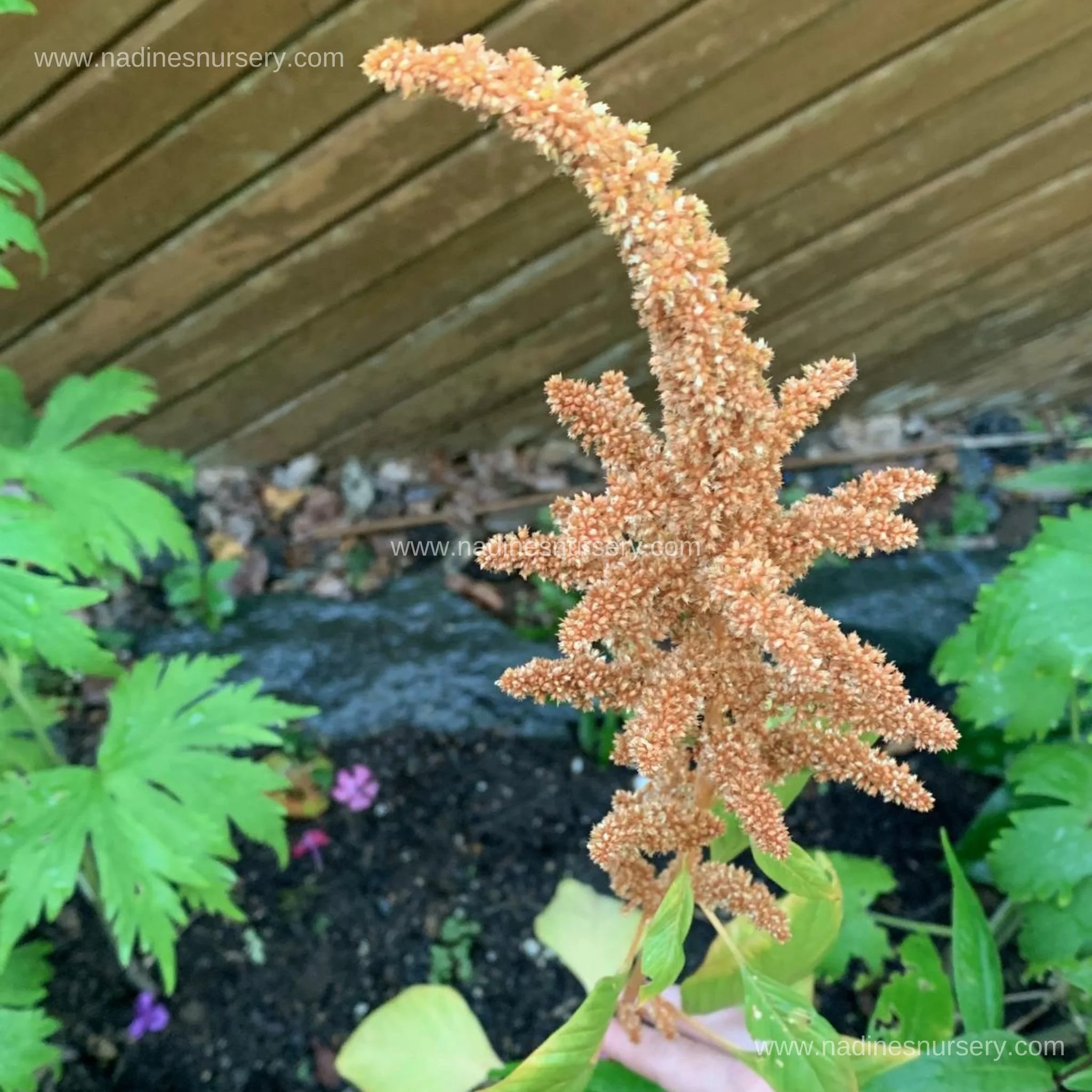 Amaranth - Hot Biscuits (3.5