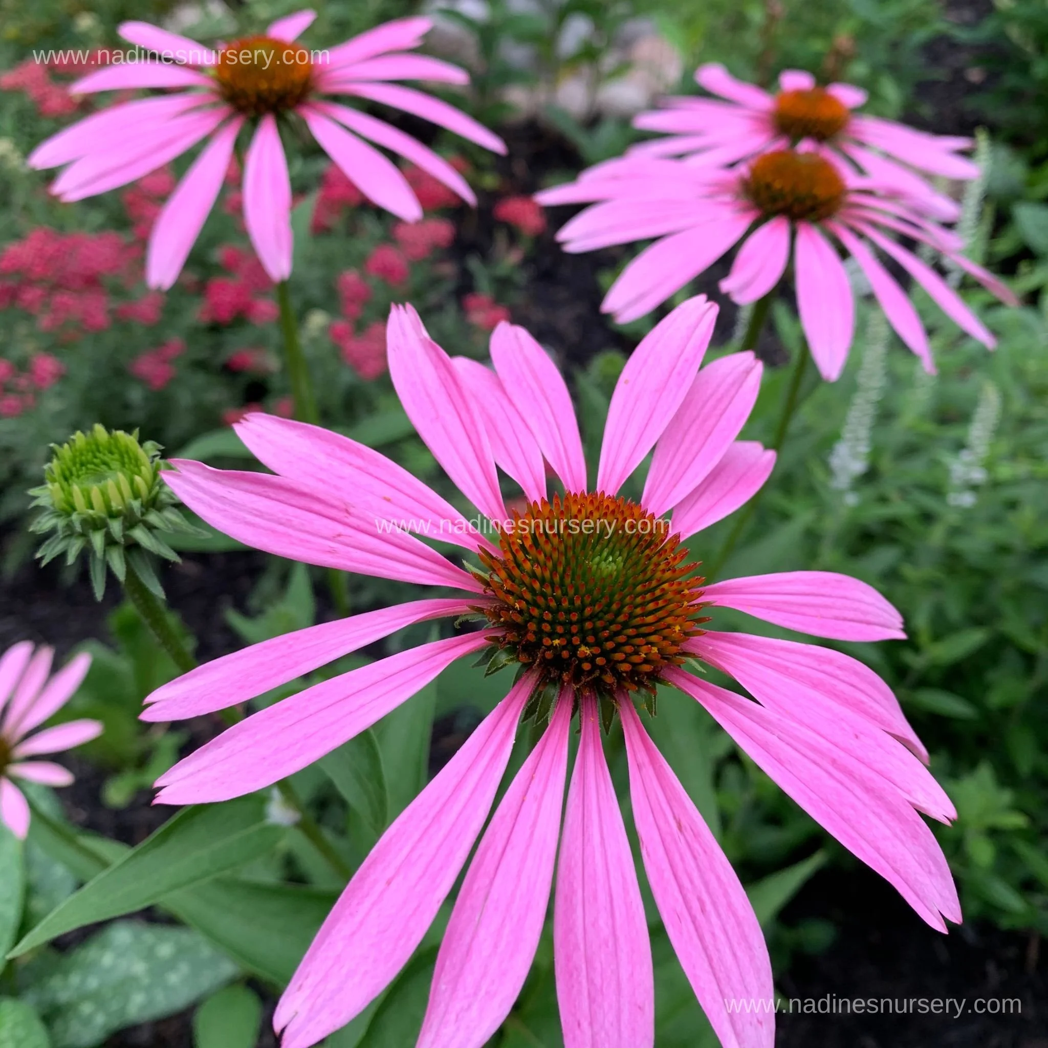 Echinacea - Bravado (3.5