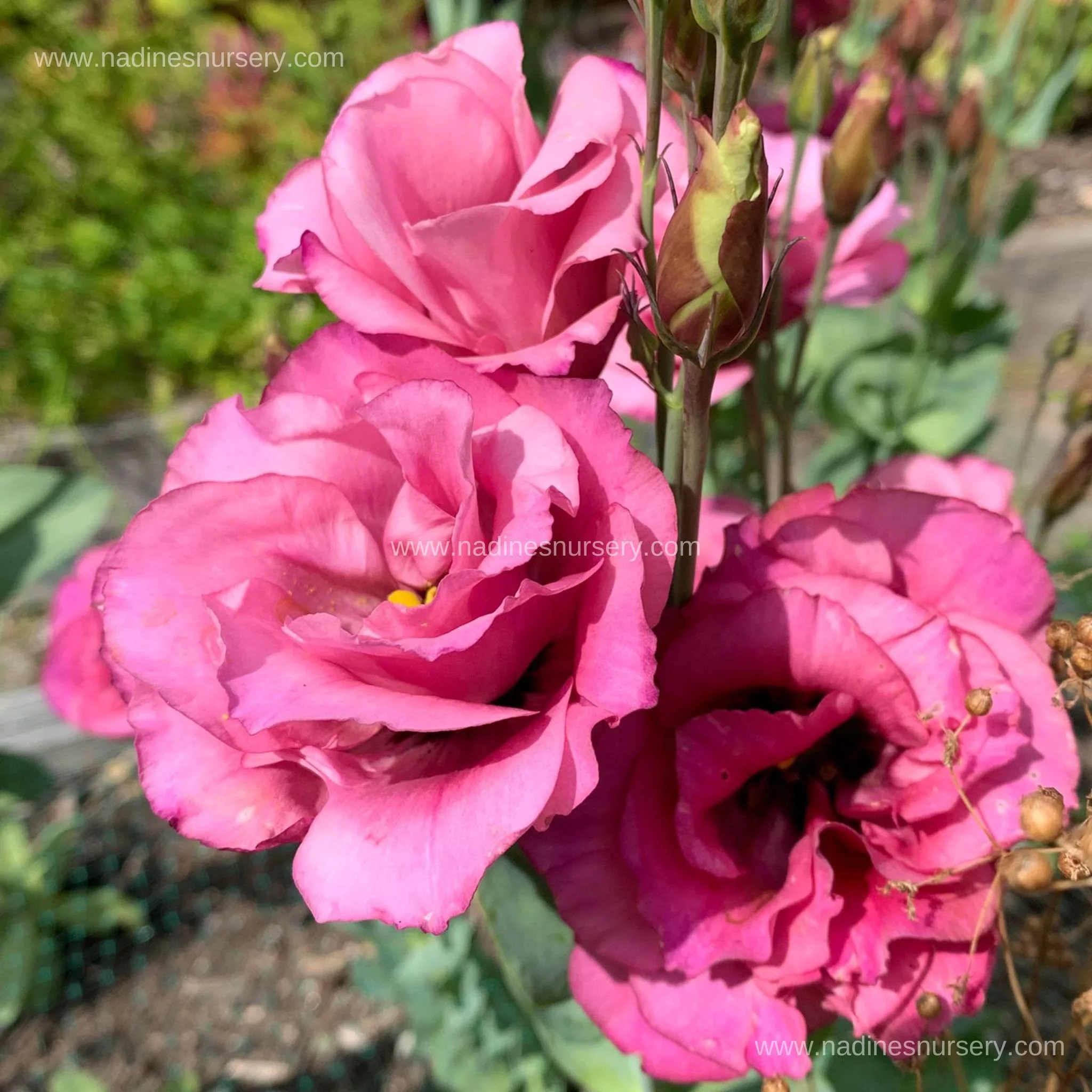 Lisianthus - Mariachi Carmine (2.6