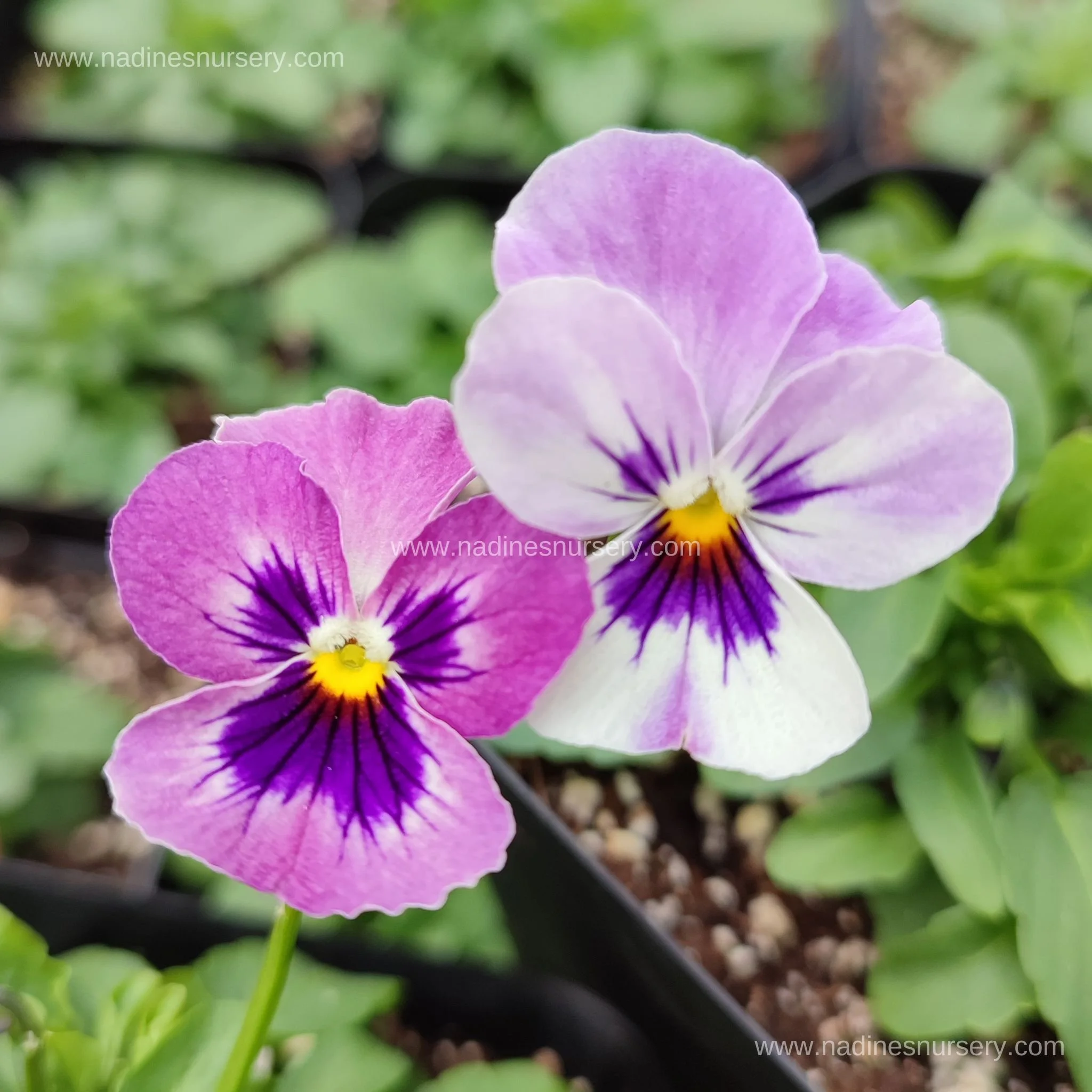 Viola - Sorbet XP Raspberry (3.5" pot)