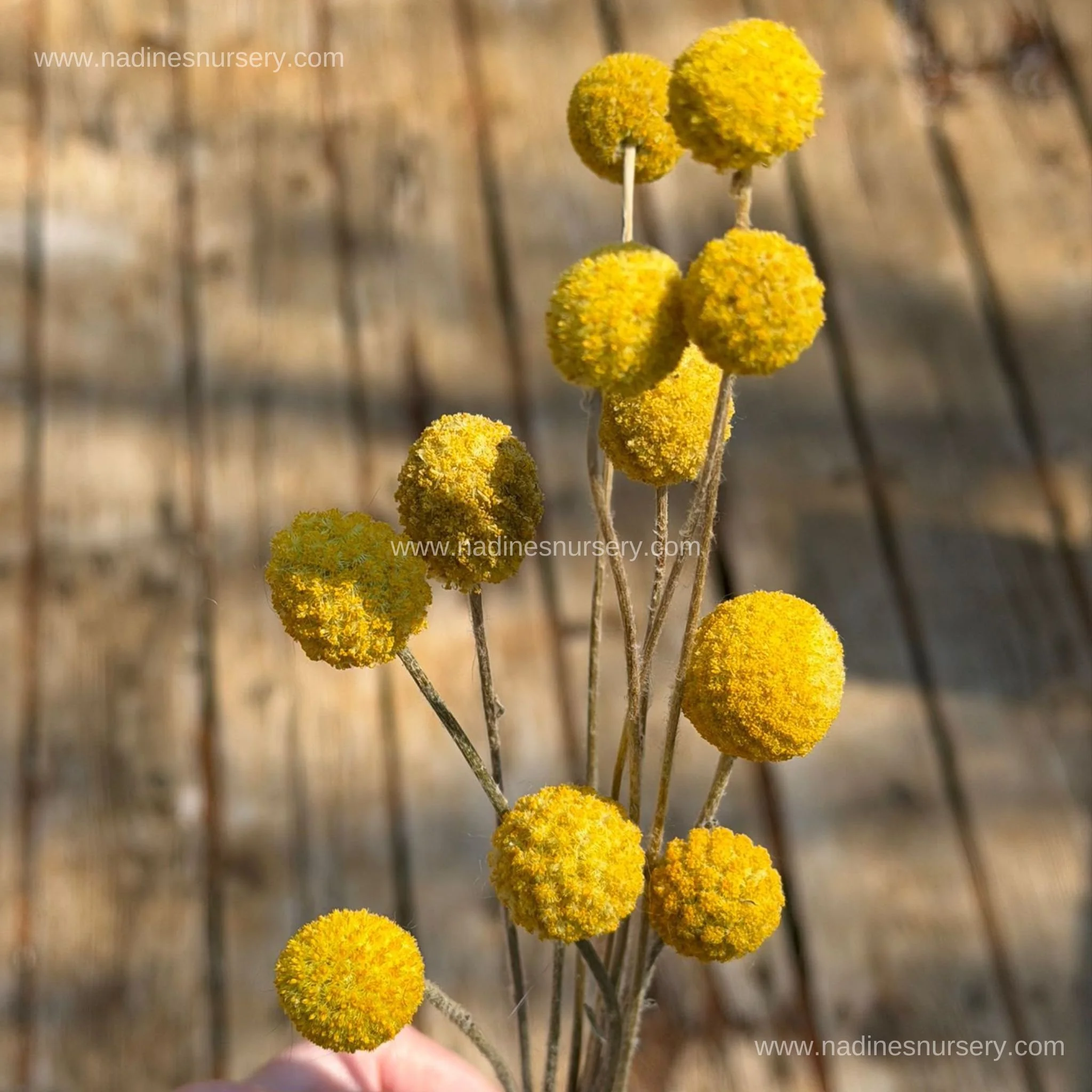 Billy Buttons - Sun Ball (3.5" pot)