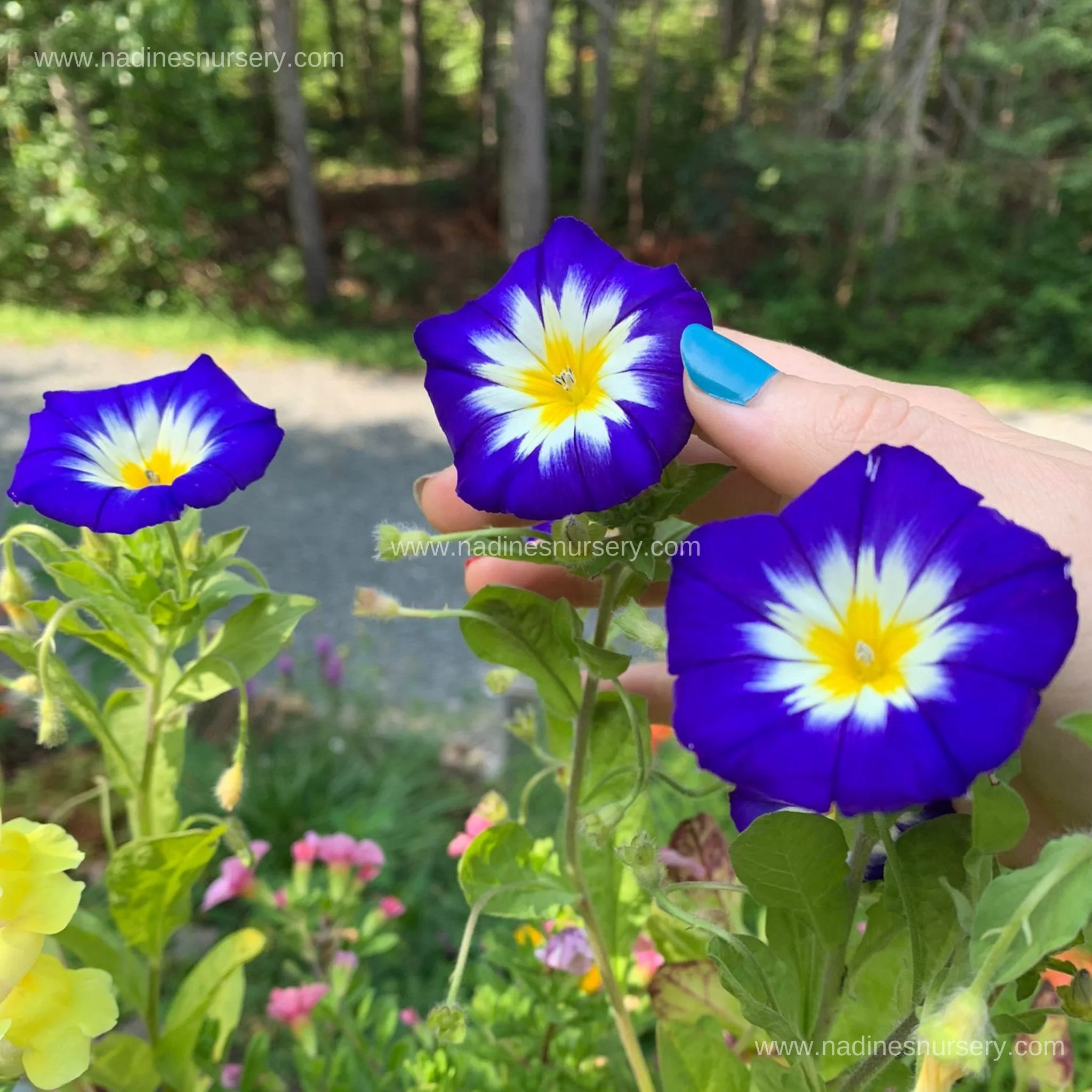 Dwarf Morning Glory - Royal Ensign (3.5 " pot)