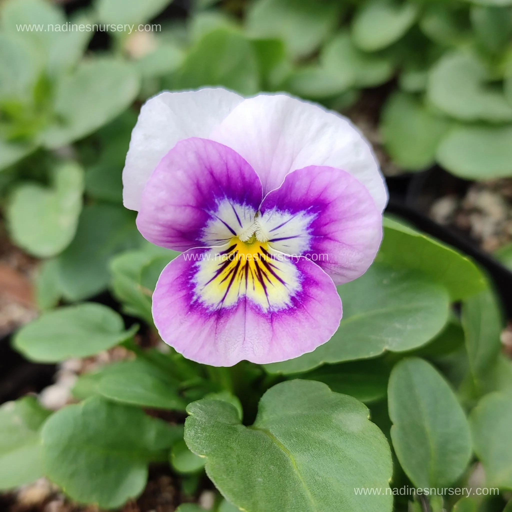 Viola - Sorbet XP Pink Halo (3.5" pot)