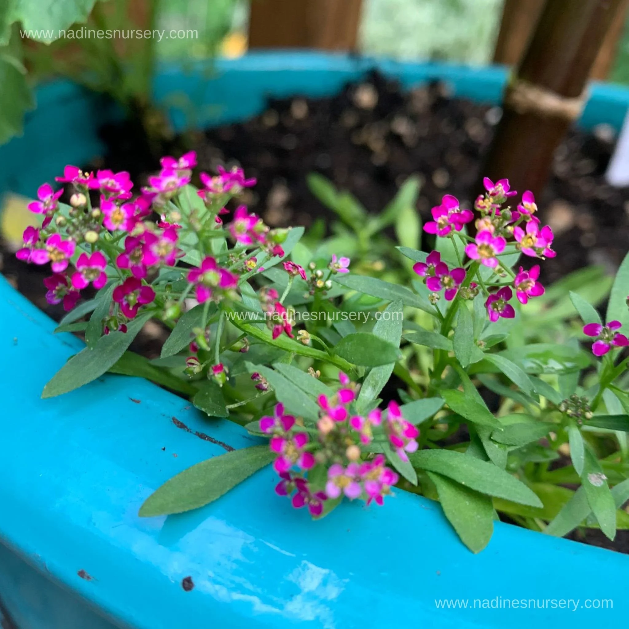 Alyssum - Wonderland Deep Rose (4-pack)