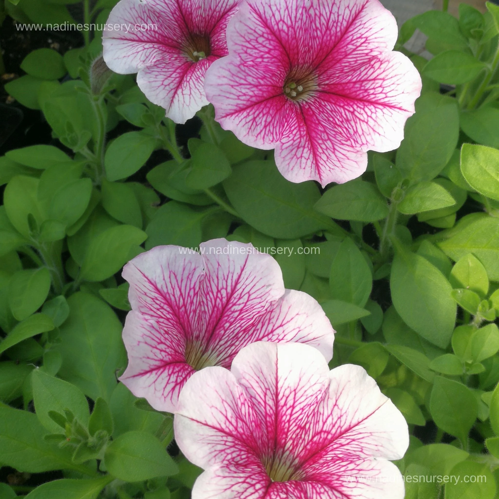 Petunia - Opera Supreme Raspberry Ice (5