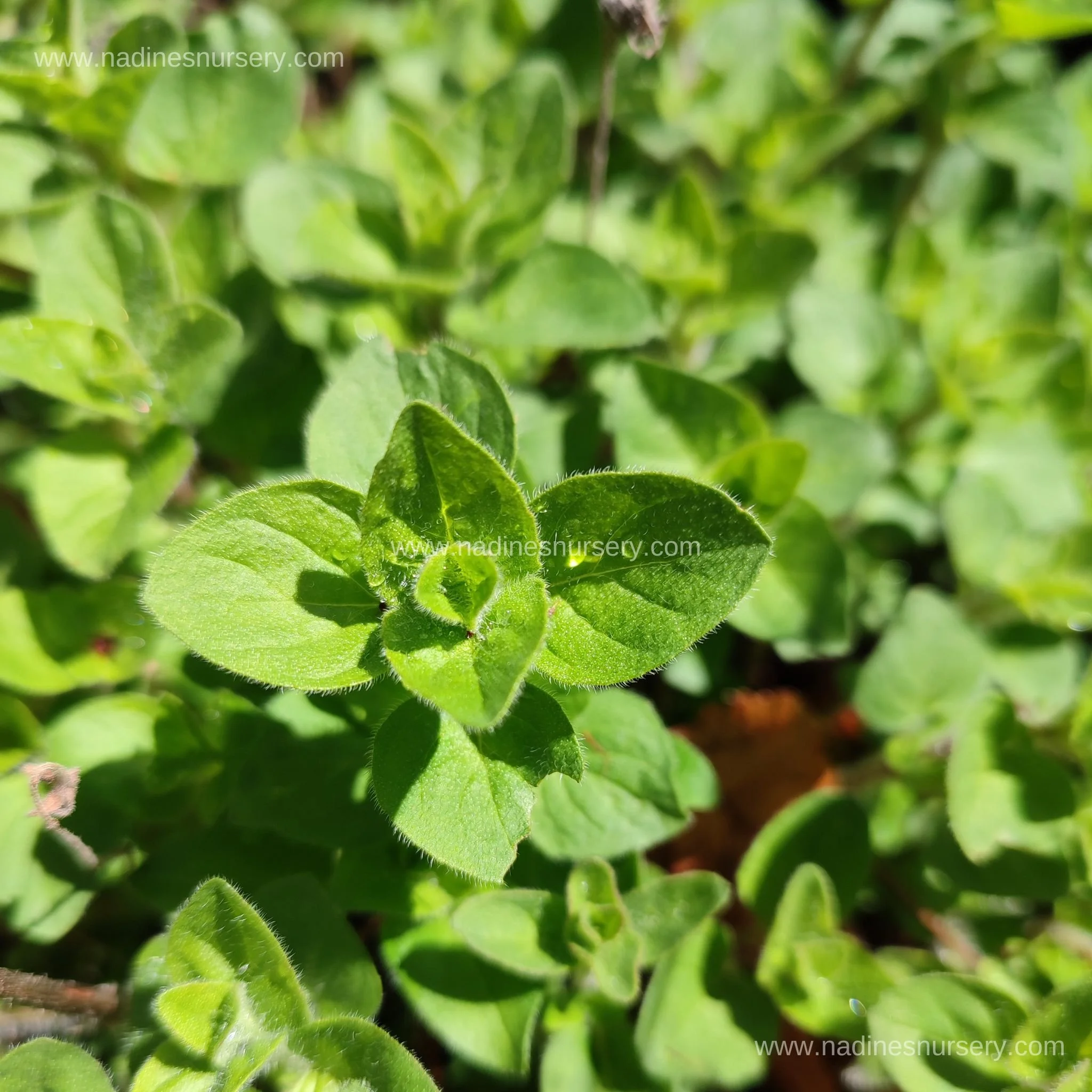 Oregano (3.5