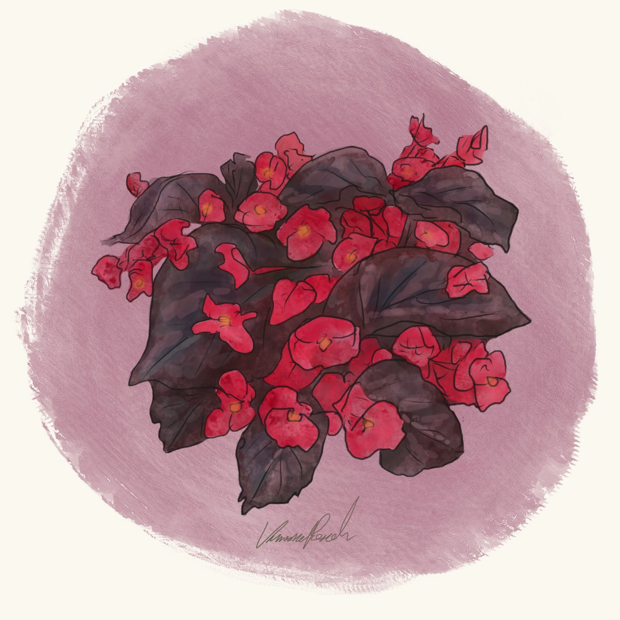 Begonia - Viking XL Red on Chocolate (5