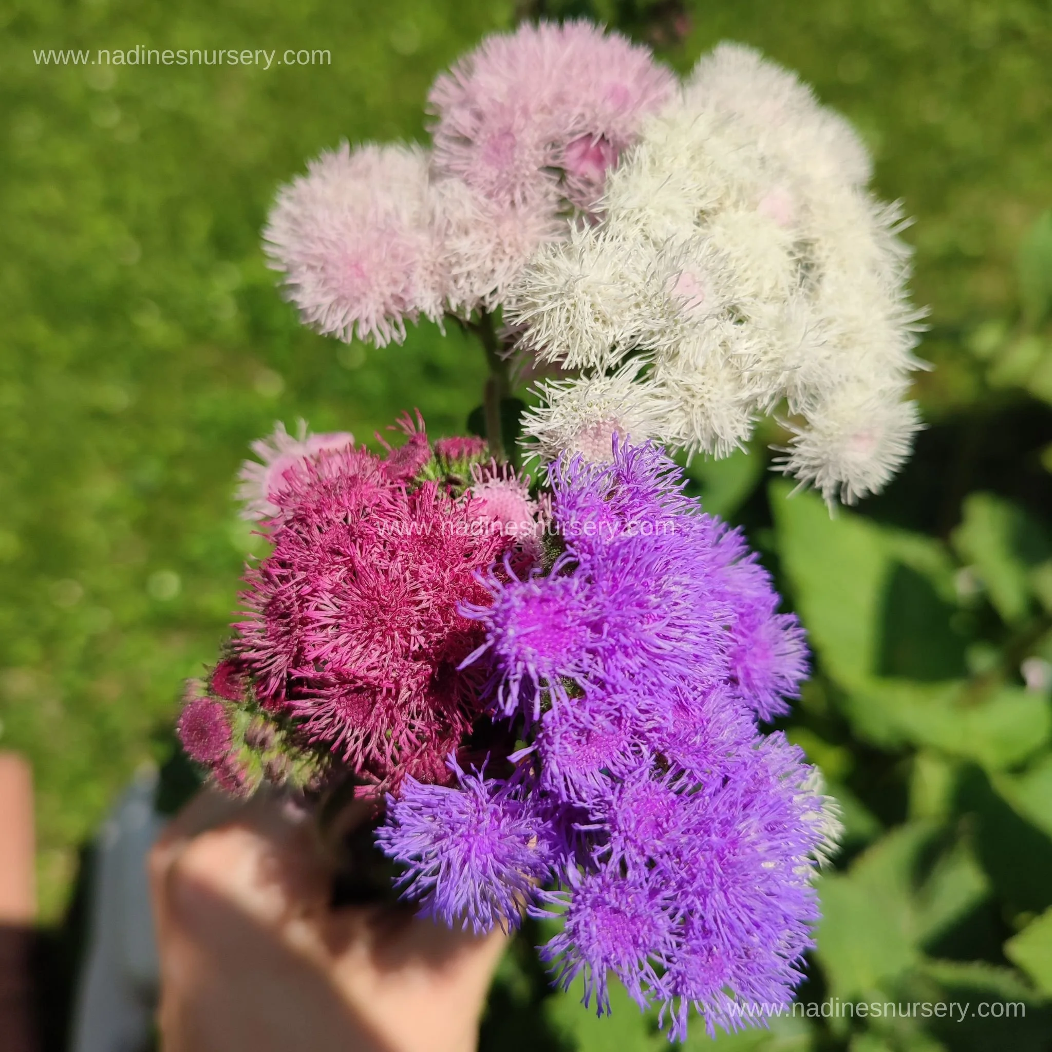 Ageratum 2.jpg