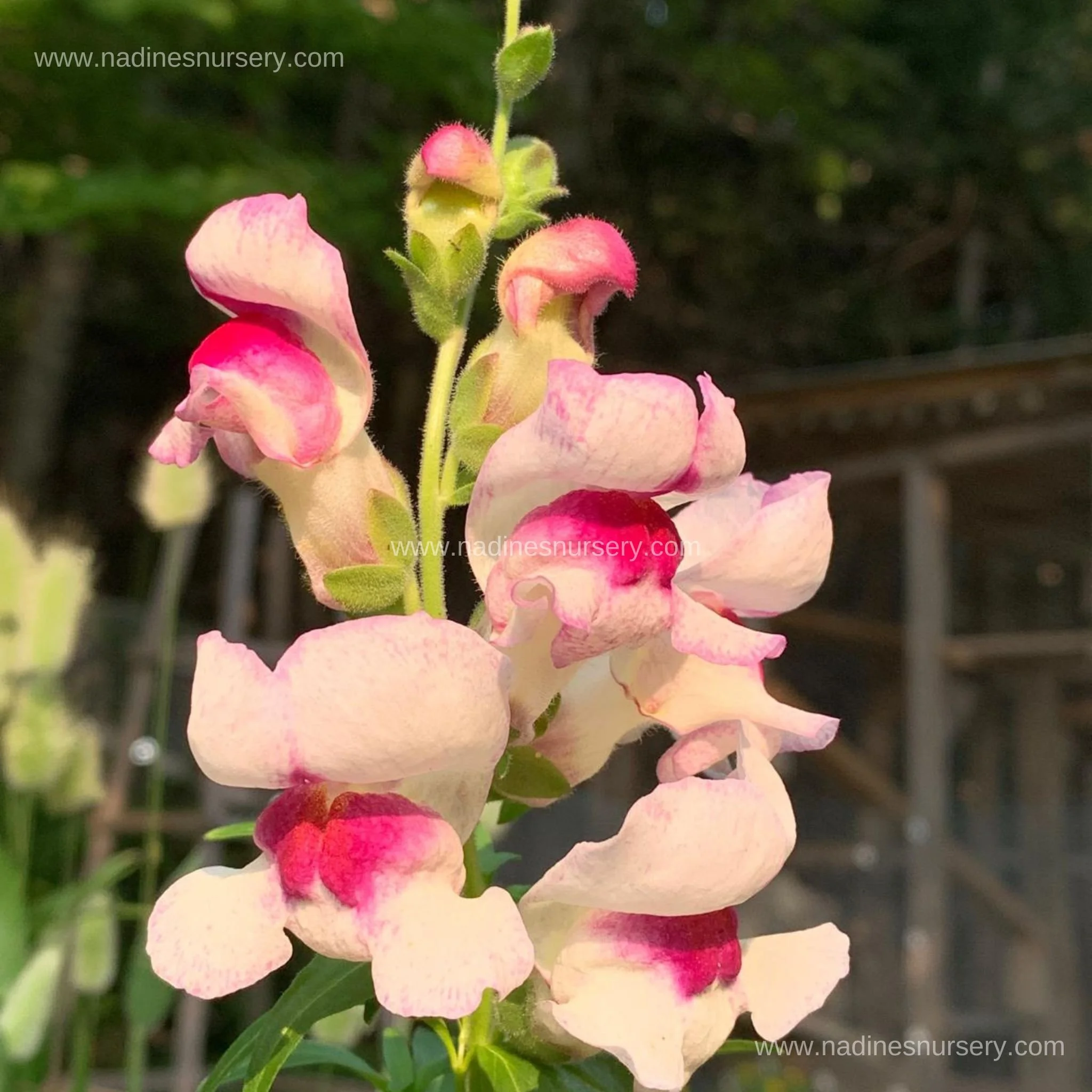 Snapdragon - Bizarre Hybrids (3.5