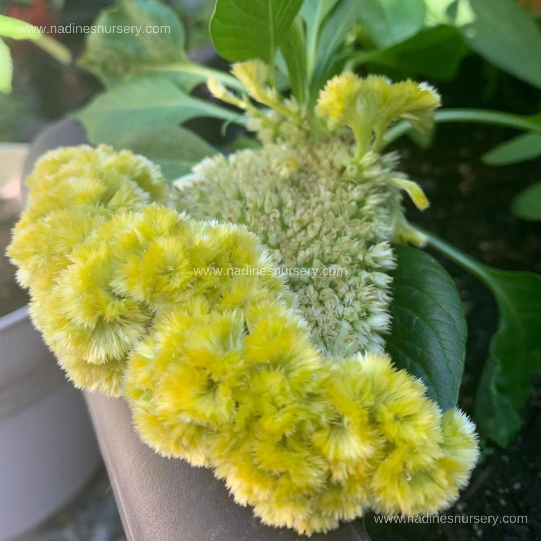 Cockscomb - Dwarf Coral Garden Mix (3.5