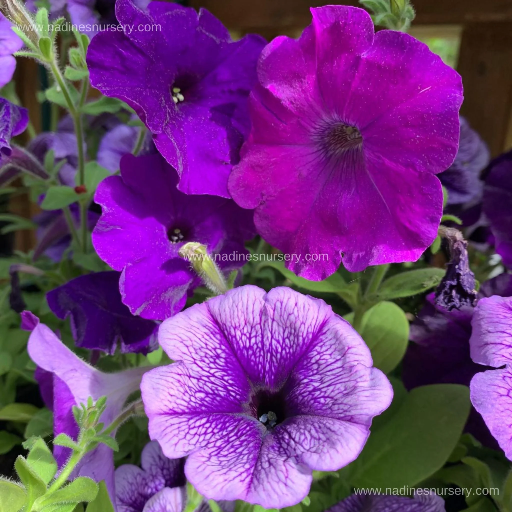 Petunia - Blueberry Muffin Mix (5