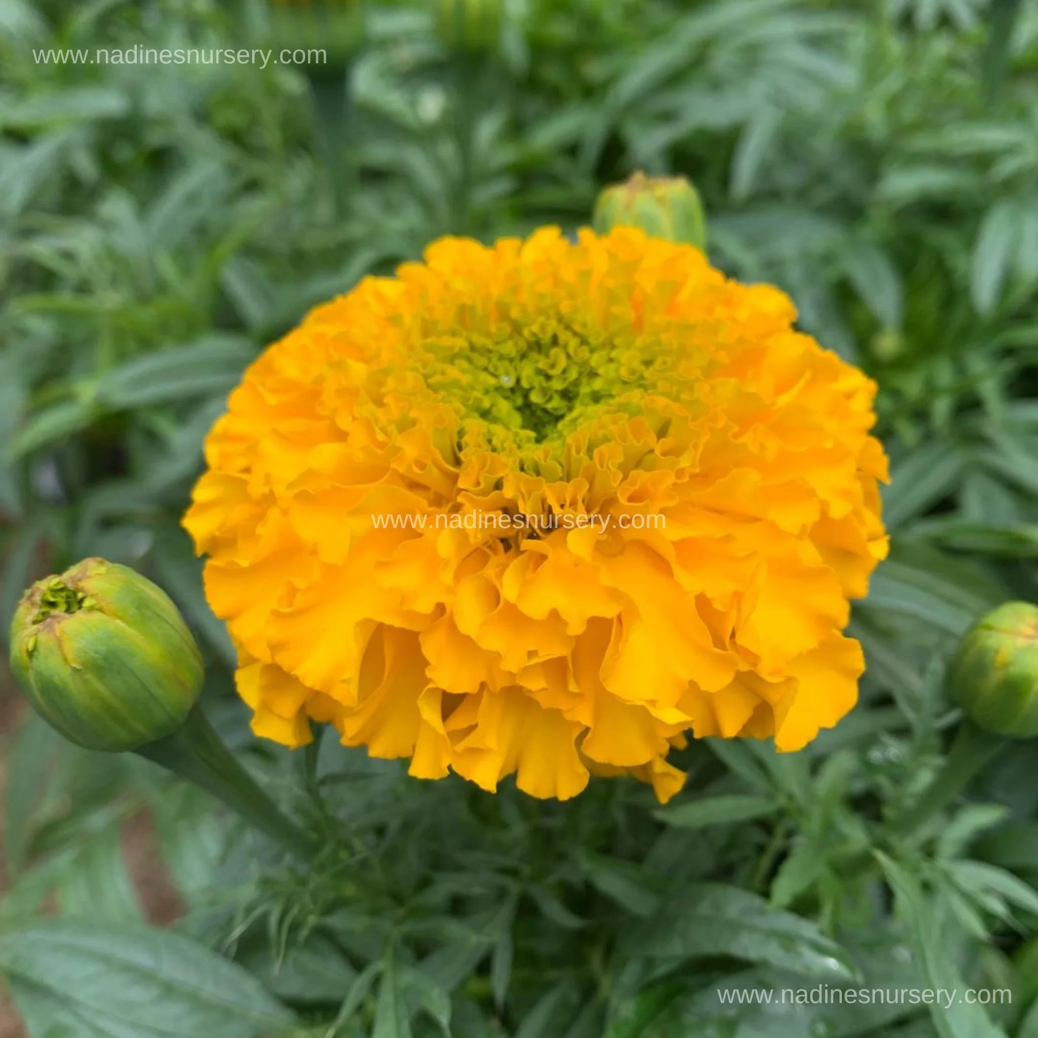 Marigold - Big Duck Gold (5