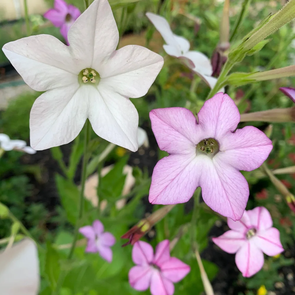 Flowering Tobacco