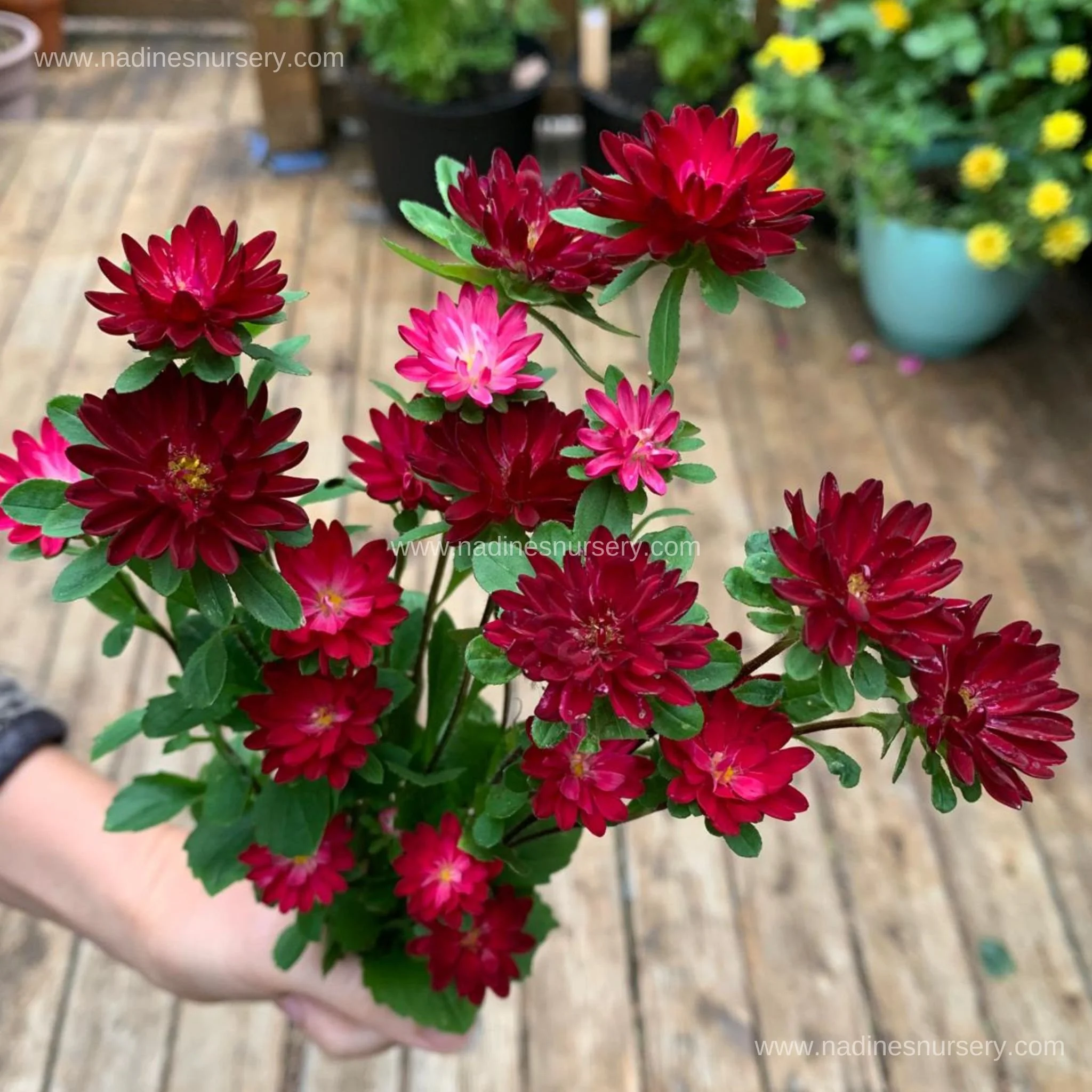 Aster - Serenade Mix (2.6