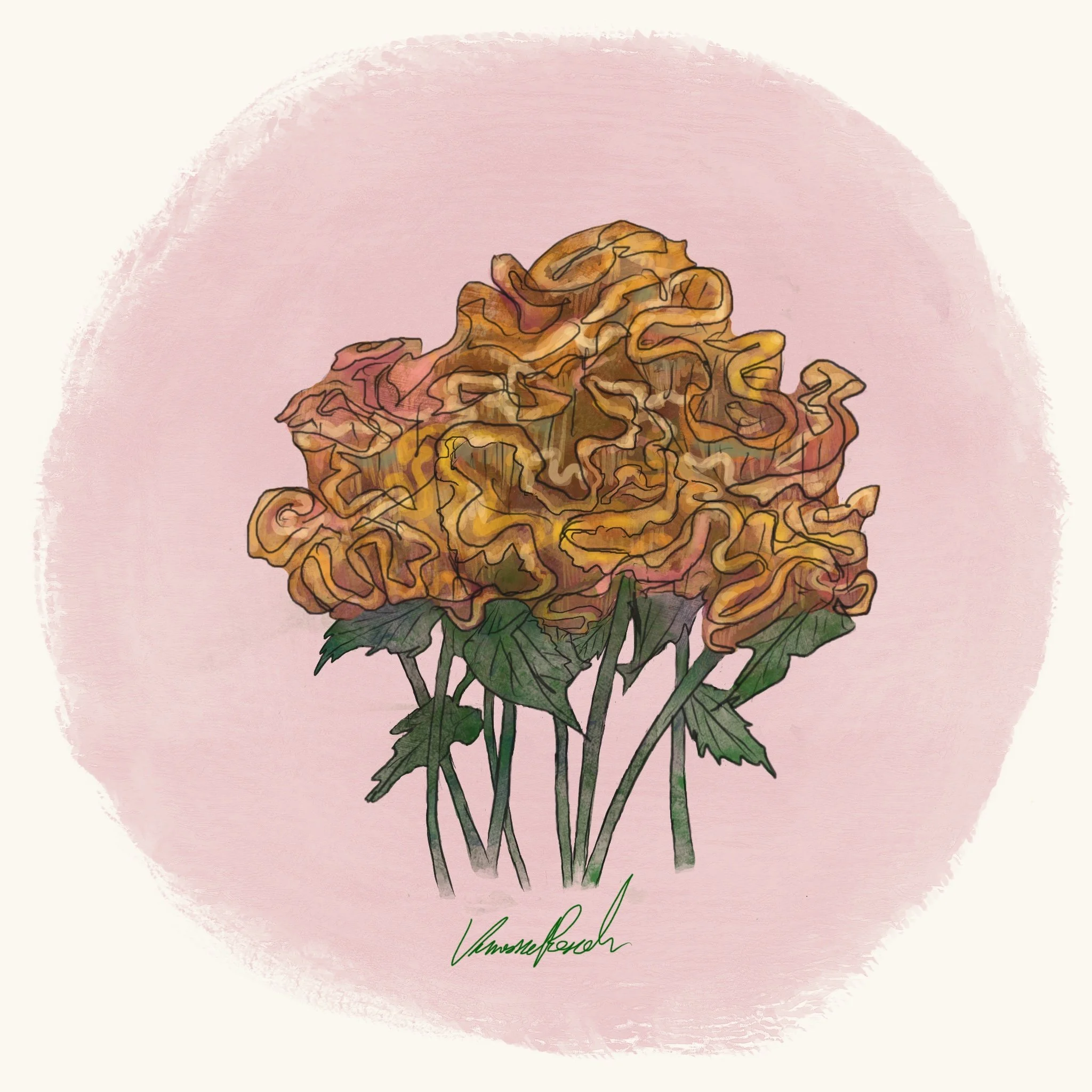 Cockscomb - Crystal Beauty (2.6