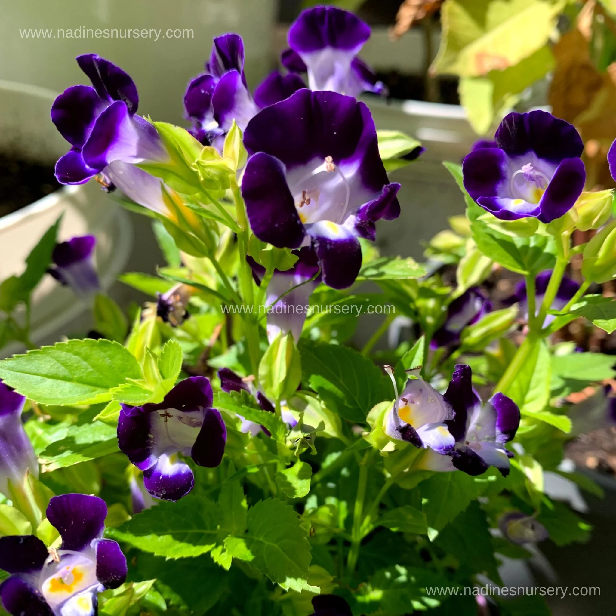 Wishbone Flower - Kauai Mix (3.5