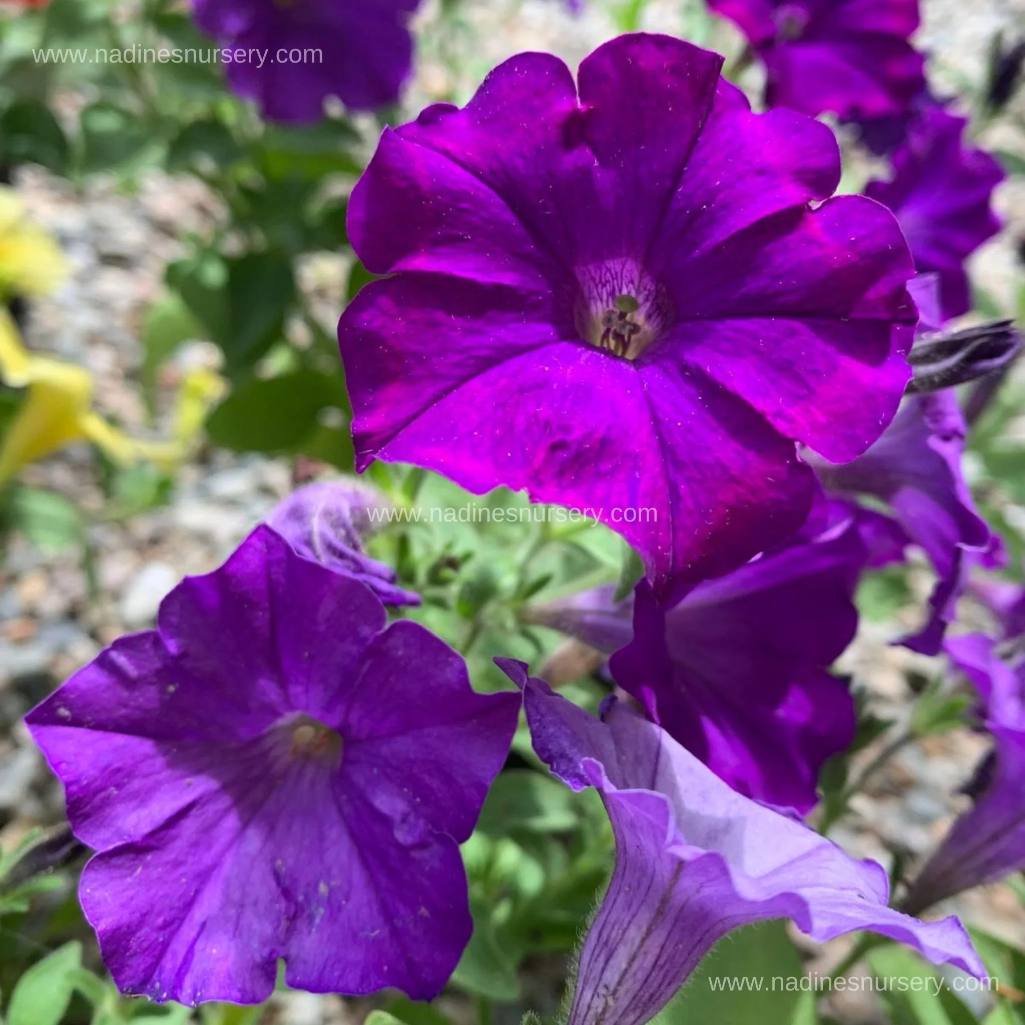 Petunia - Shock Wave Denim (5