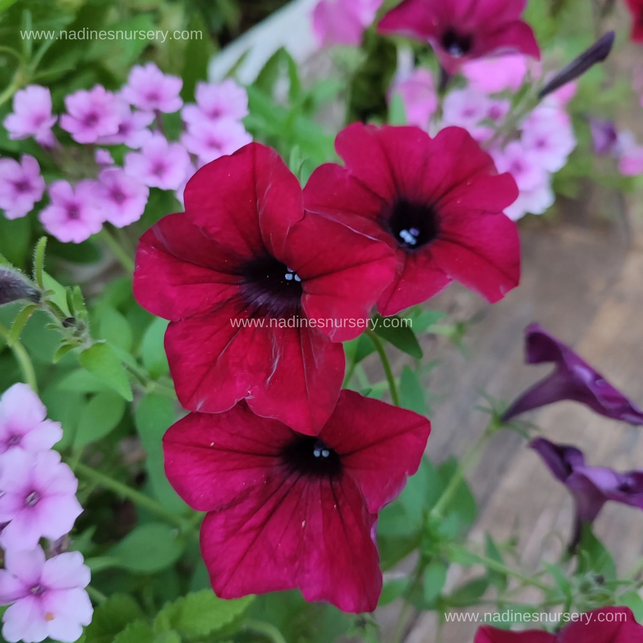 Petunia - Tidal Wave Red Velour (5