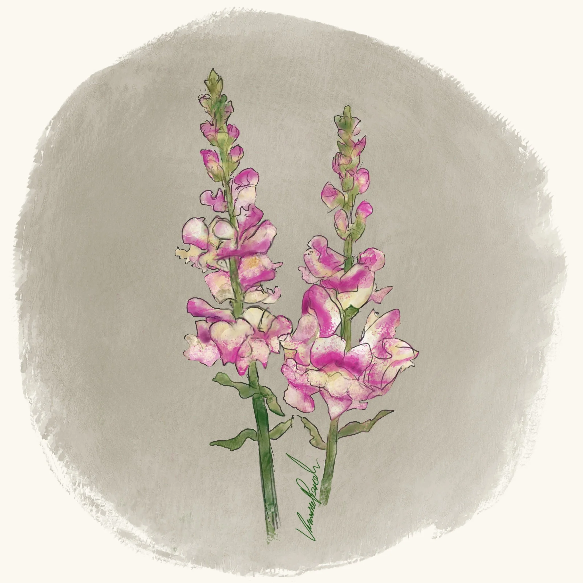 Snapdragon - Cherry Twist (3.5