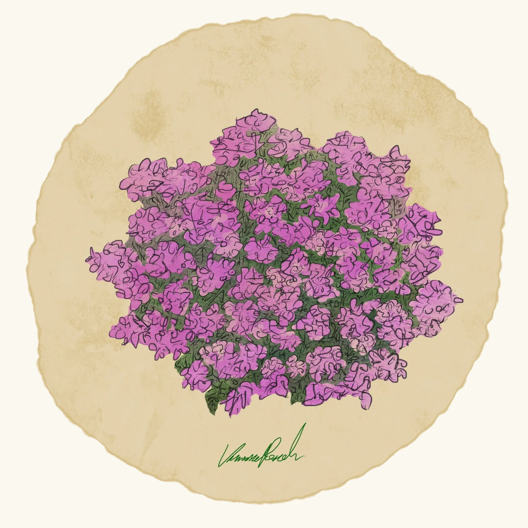 Creeping Thyme (3.5