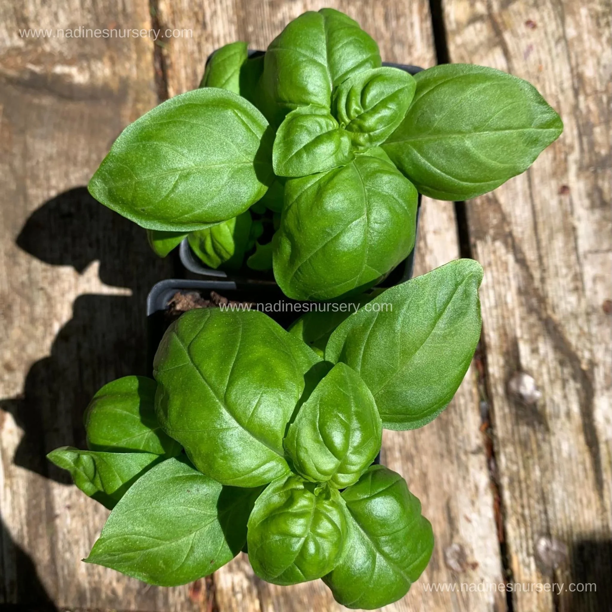Basil - Mammolo (2.6