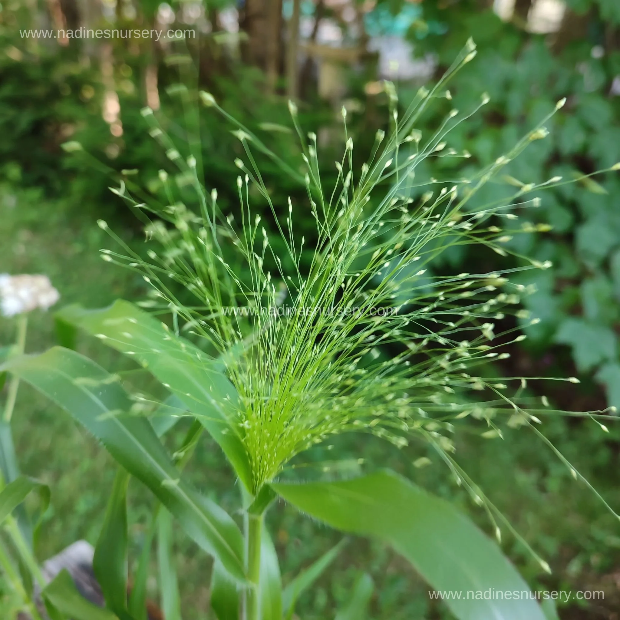 Ornamental Grass - Frosted Explosion (3.5" pot)