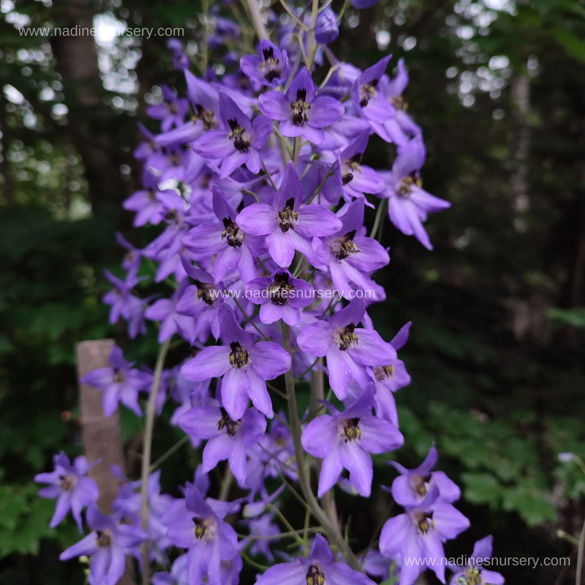 Delphinium - Pacific Giant Black Knight (3.5