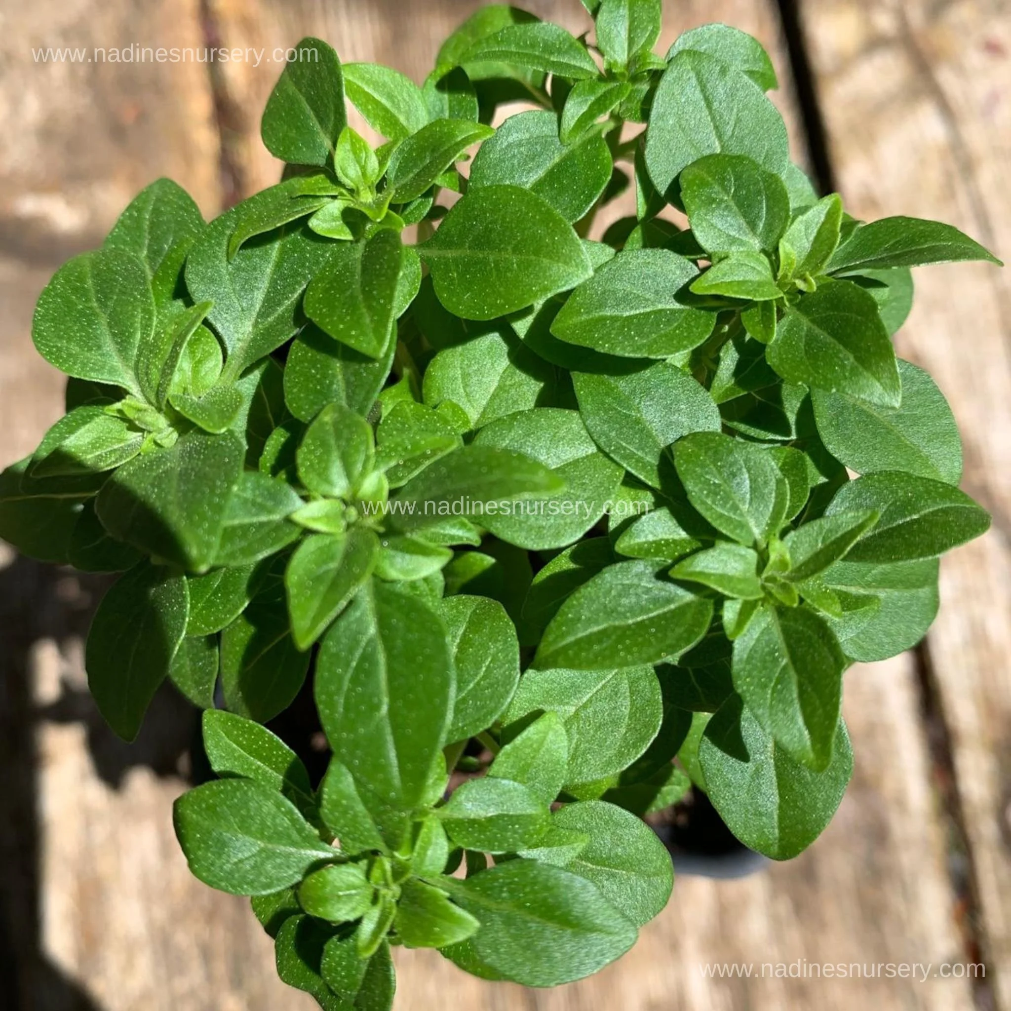 Basil - Greek (2.6" pot)