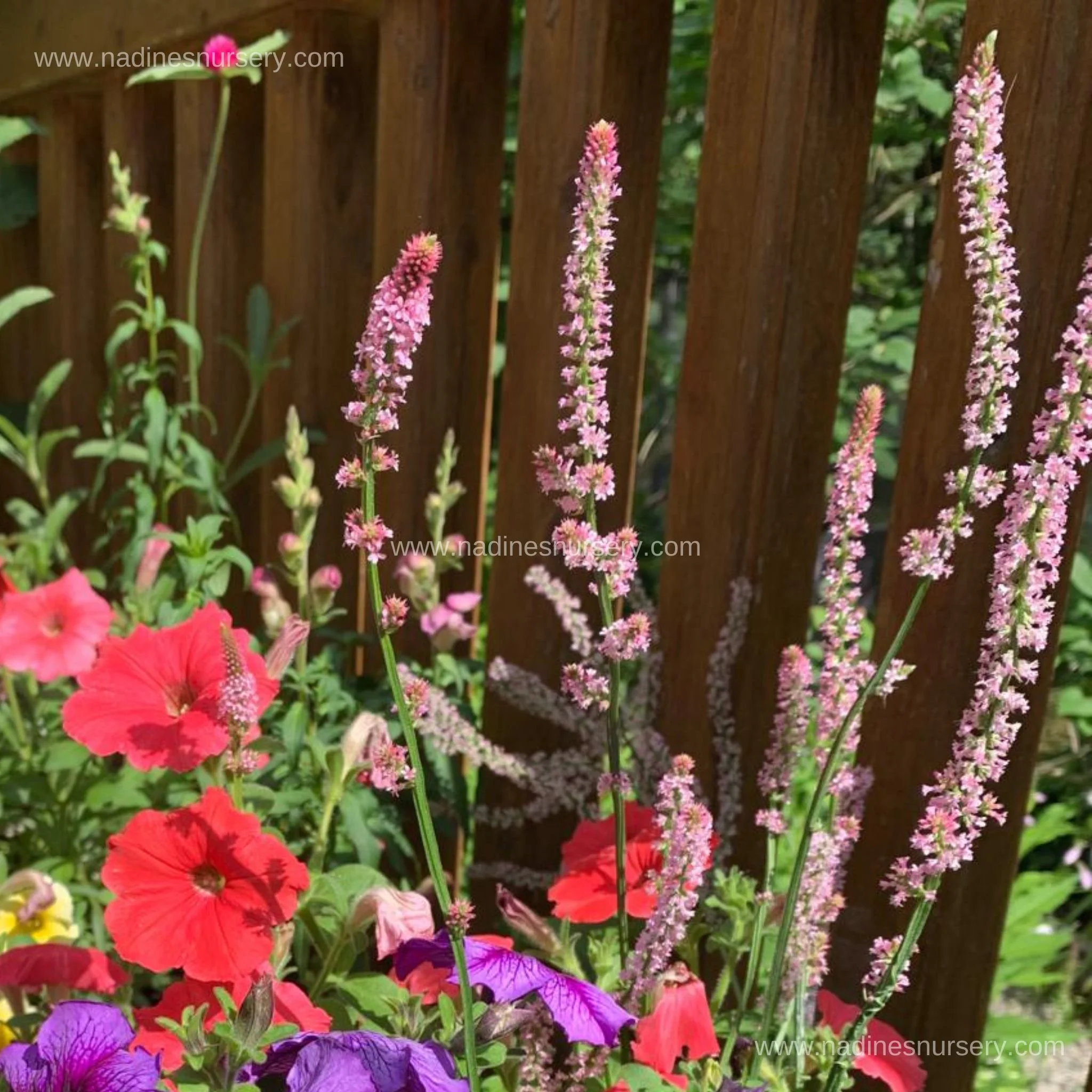 Statice - Pink Pokers (3.5