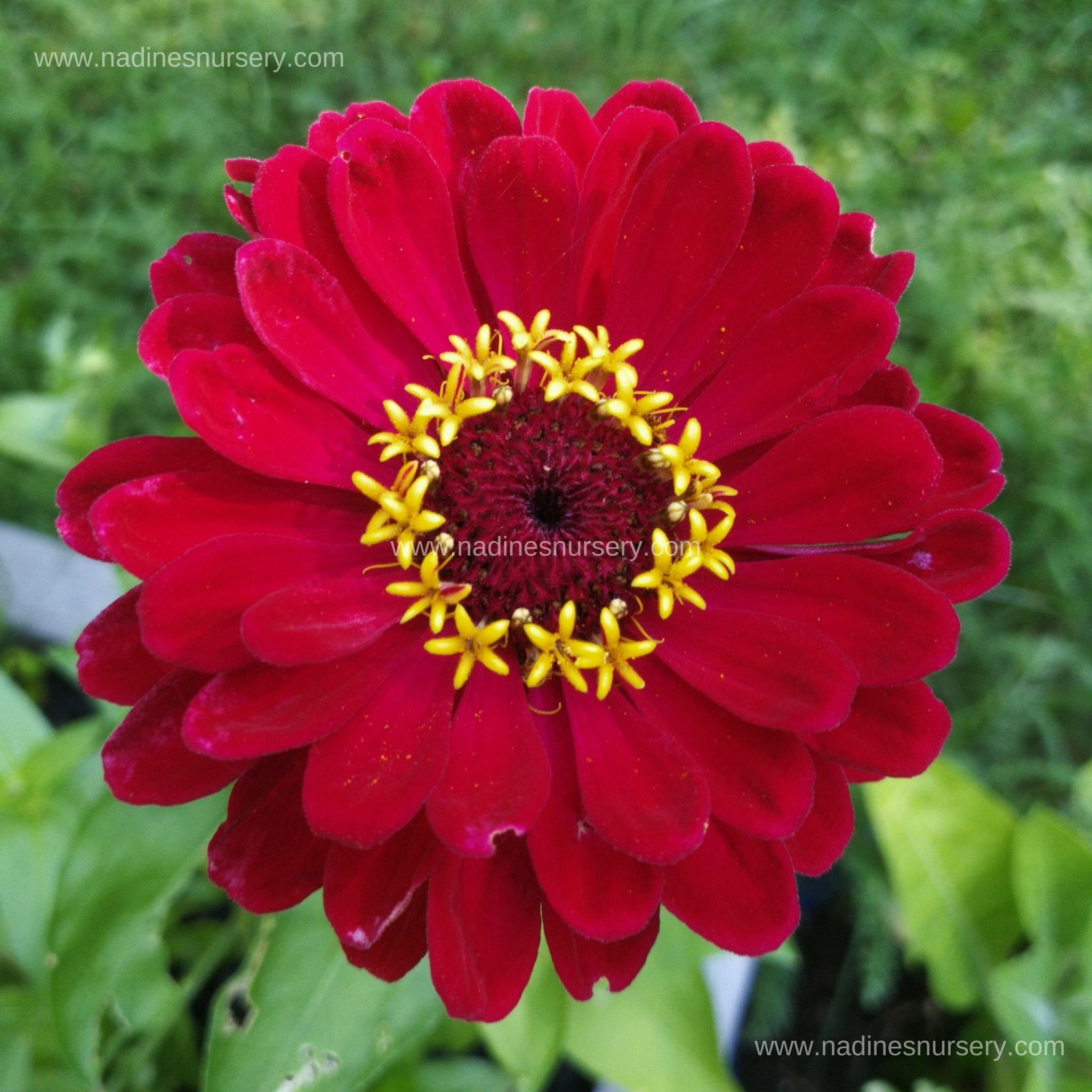 Zinnia - Benary's Giant Series (3.5" pot)