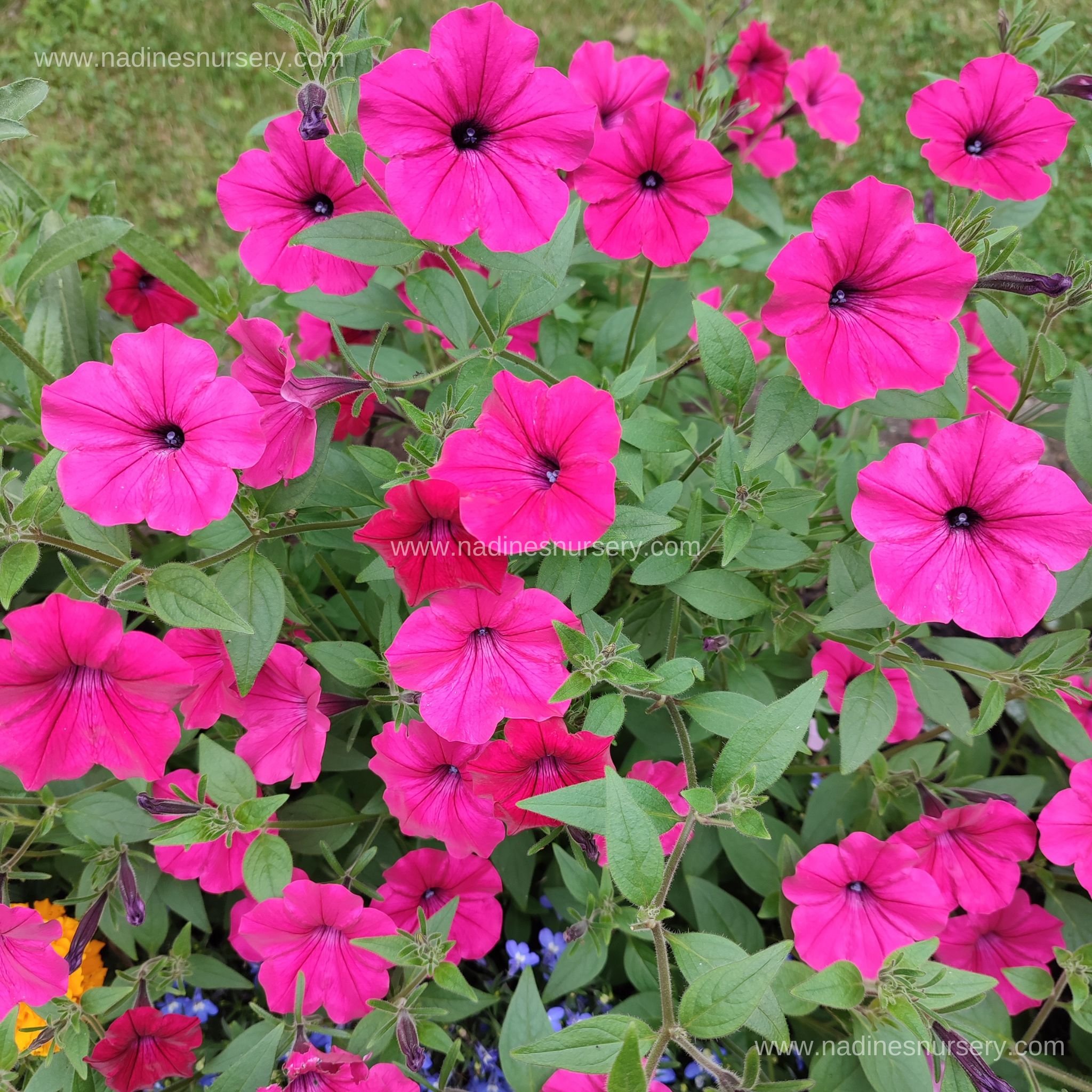 Petunia - Tidal Wave Cherry (5