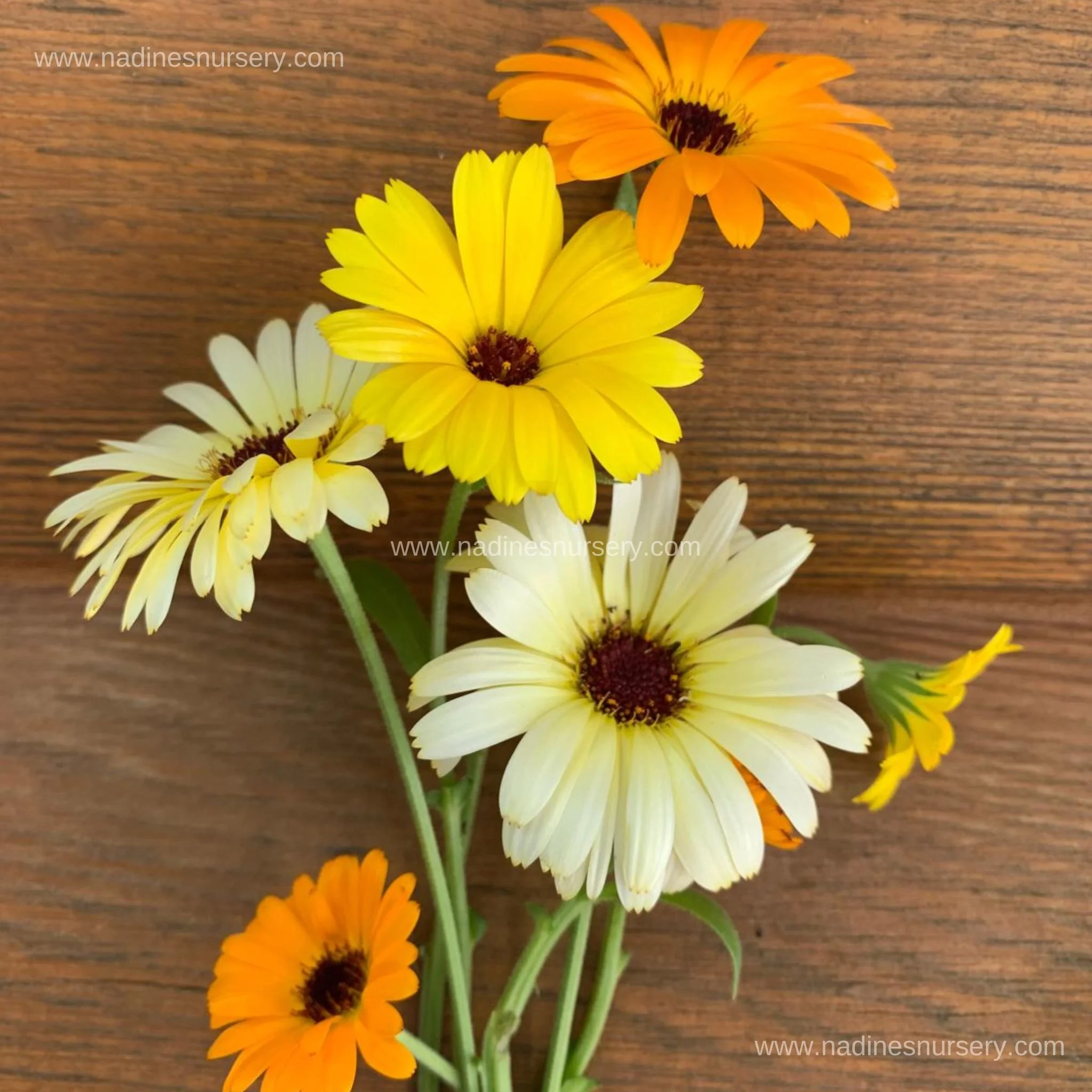 Calendula - Pacific Beauty Mix (3.5