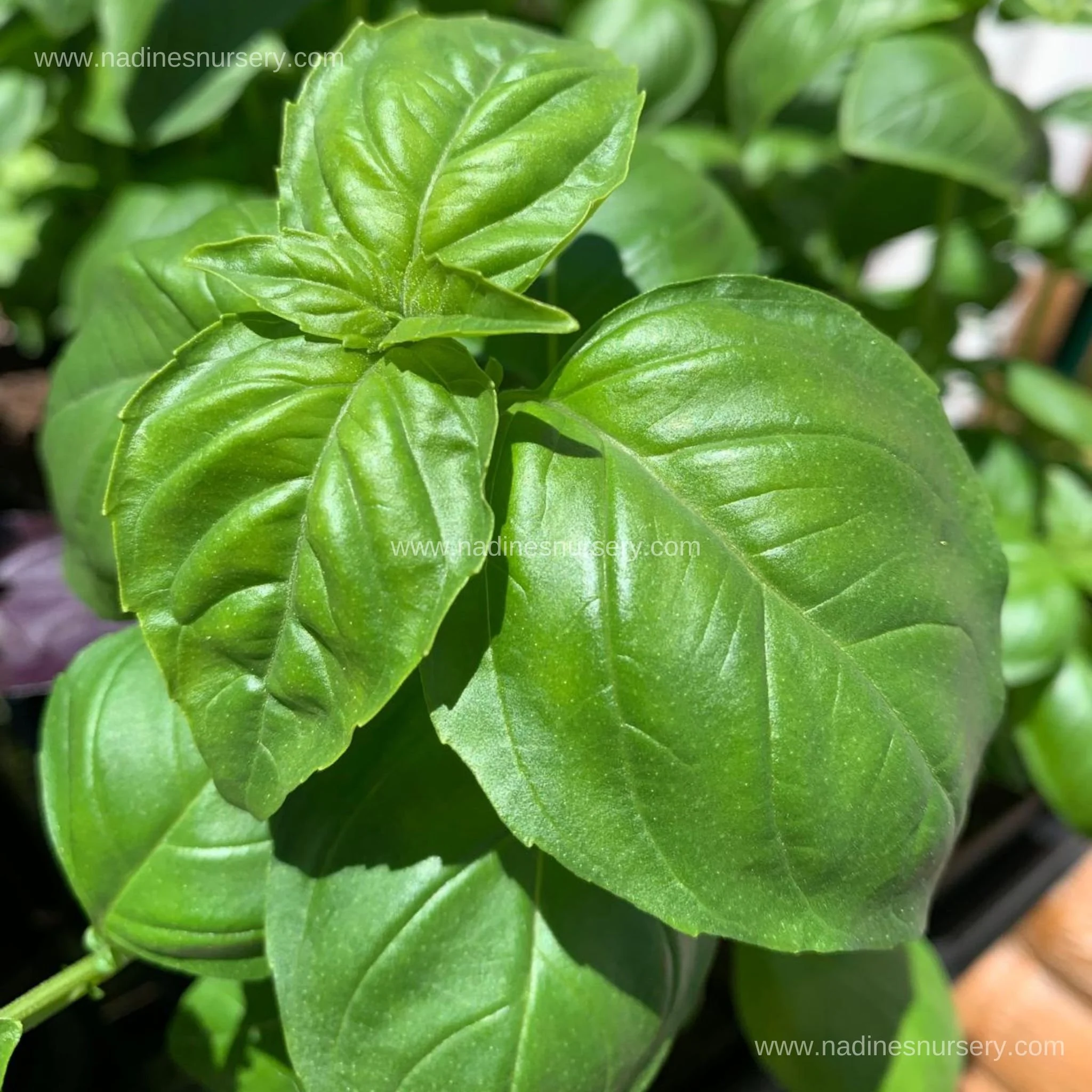 Basil - Italian Large Leaf (3.5" pot)