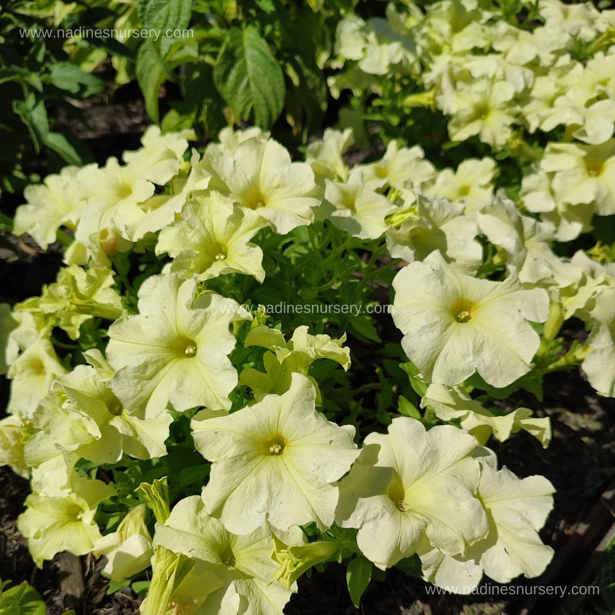 Petunia - Sophistica Lime Green (5