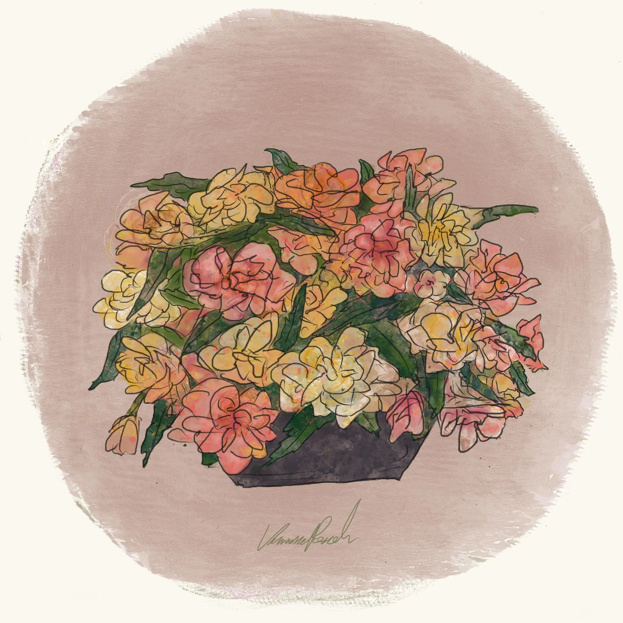 Begonia - Nonstop Joy Peaches & Dreams (3.5