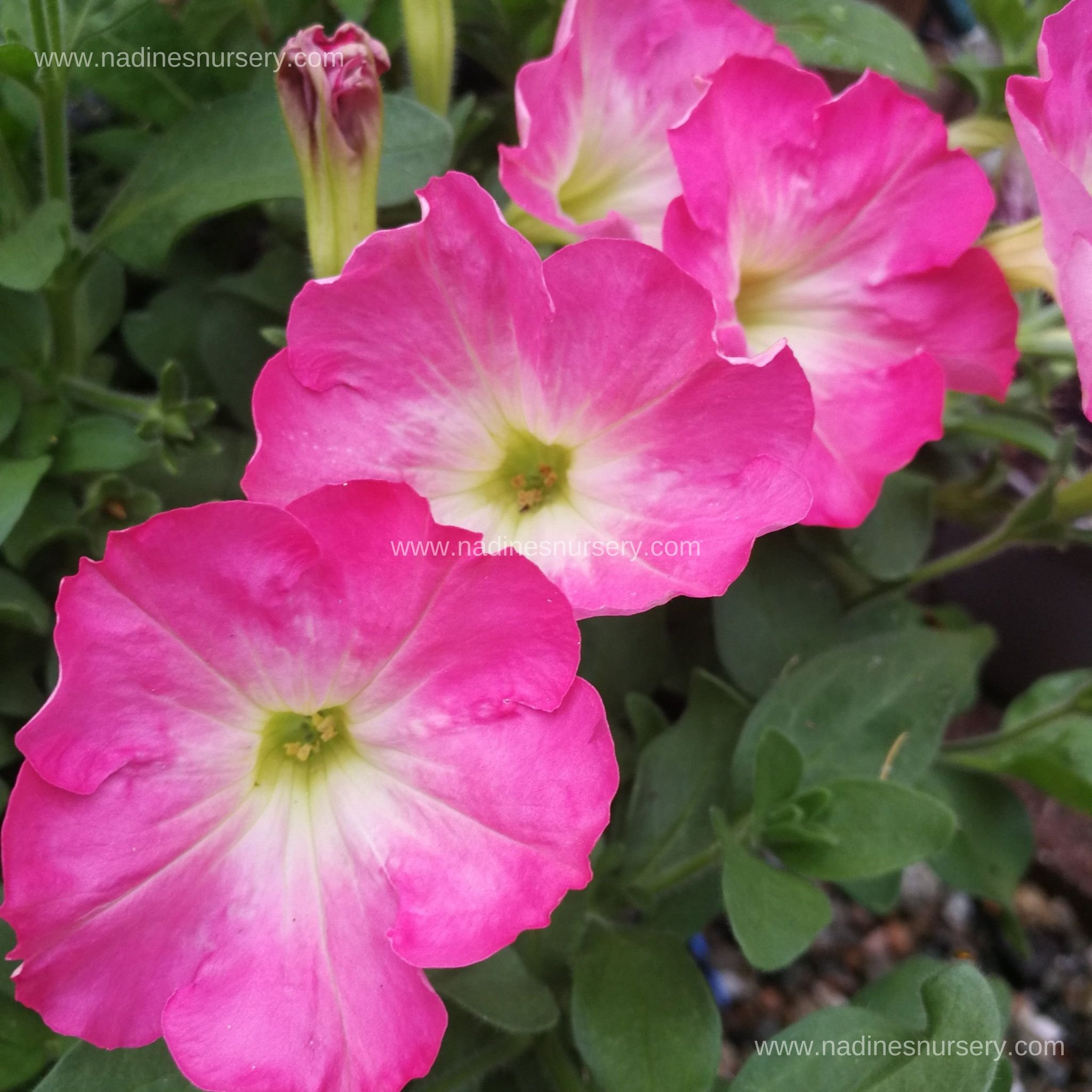 Petunia - Easy Wave Rosy Morn (5