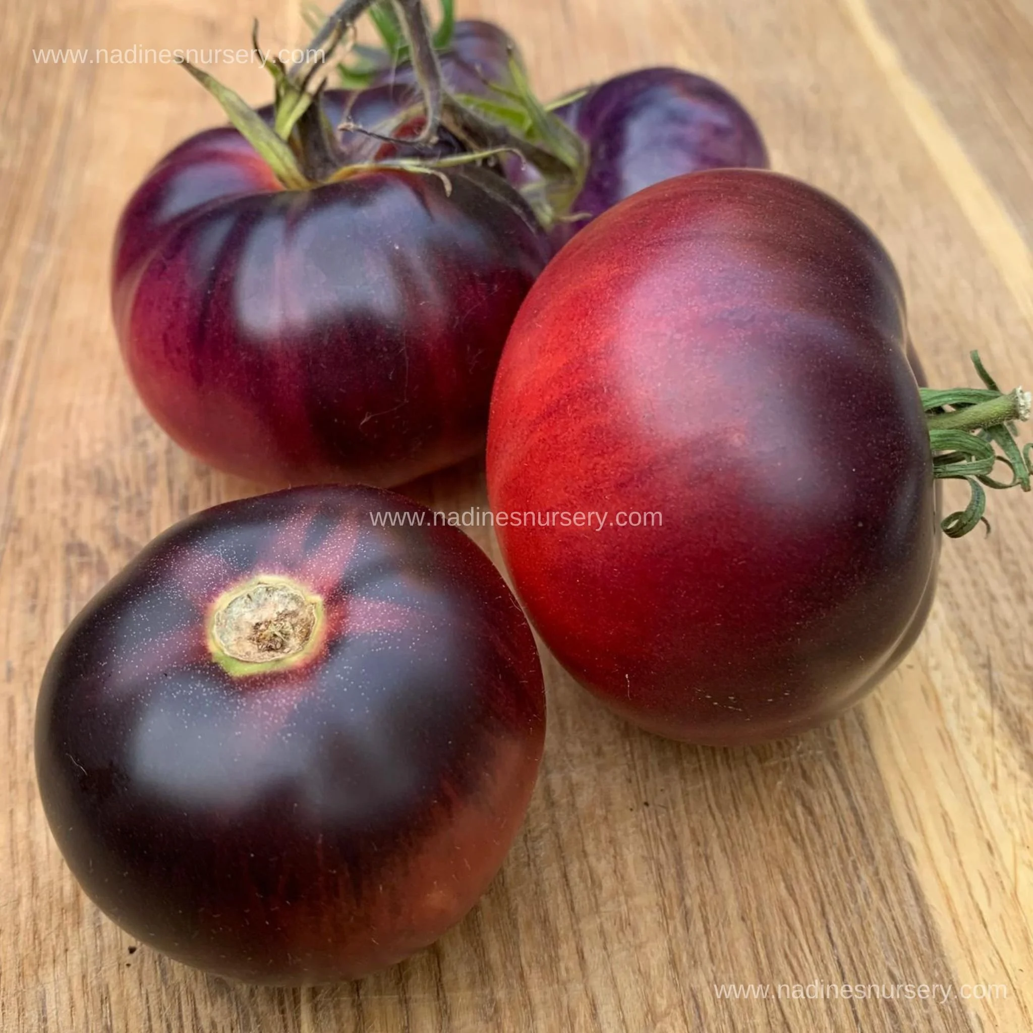 Tomato - Blue Beauty (3.5" pot)