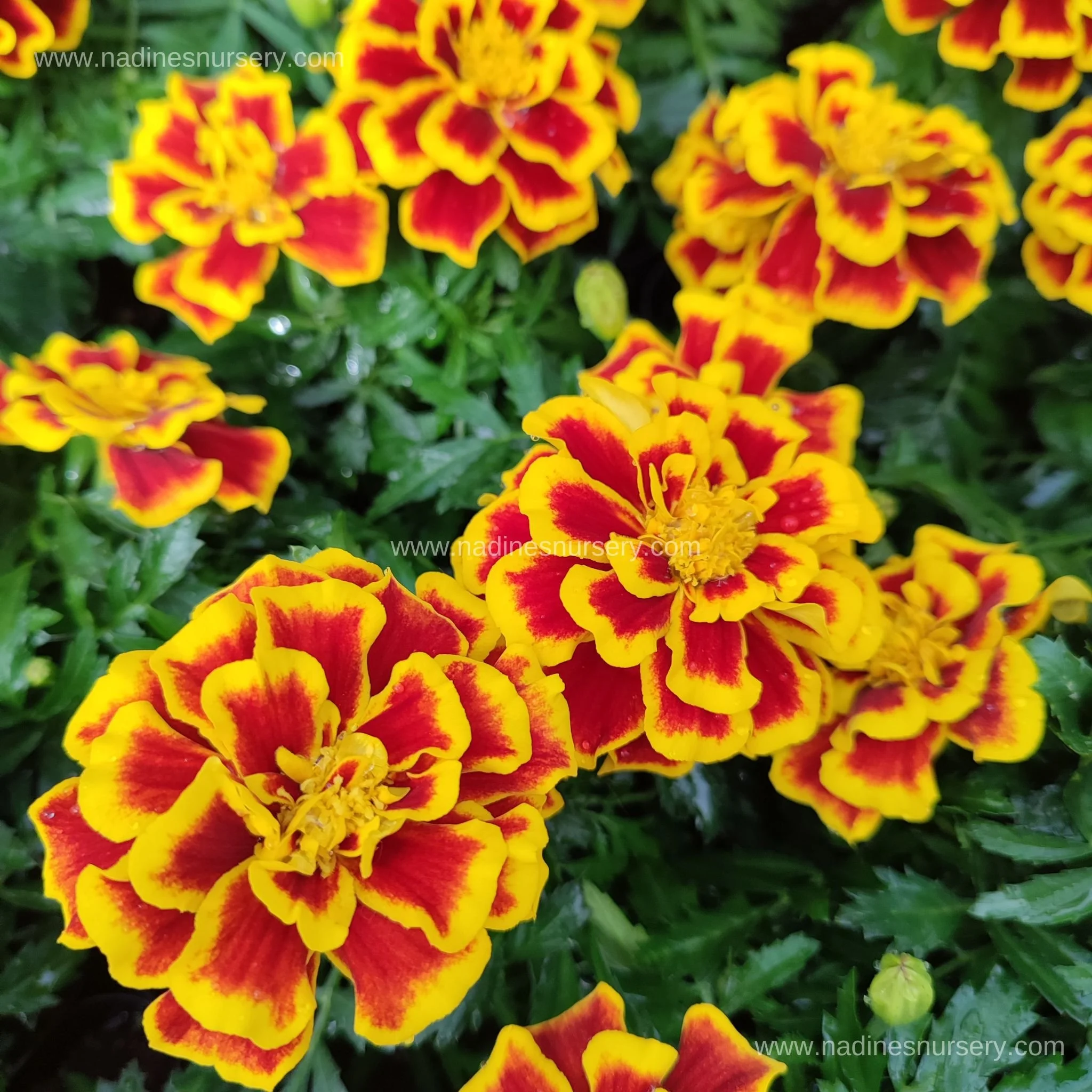 Marigold - Durango Bee (2.6