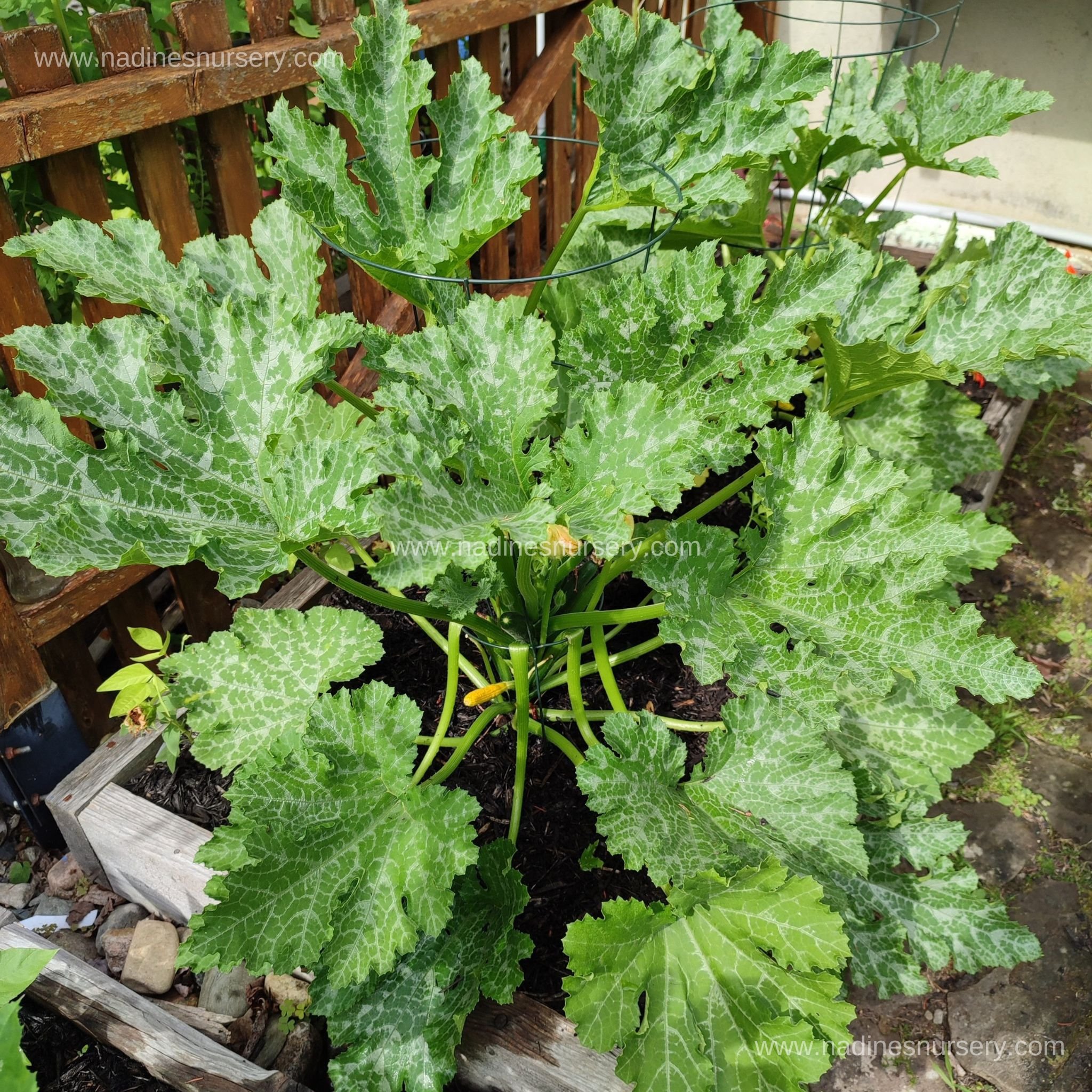 Zucchini - Dunja Hybrid (3.5" pot)
