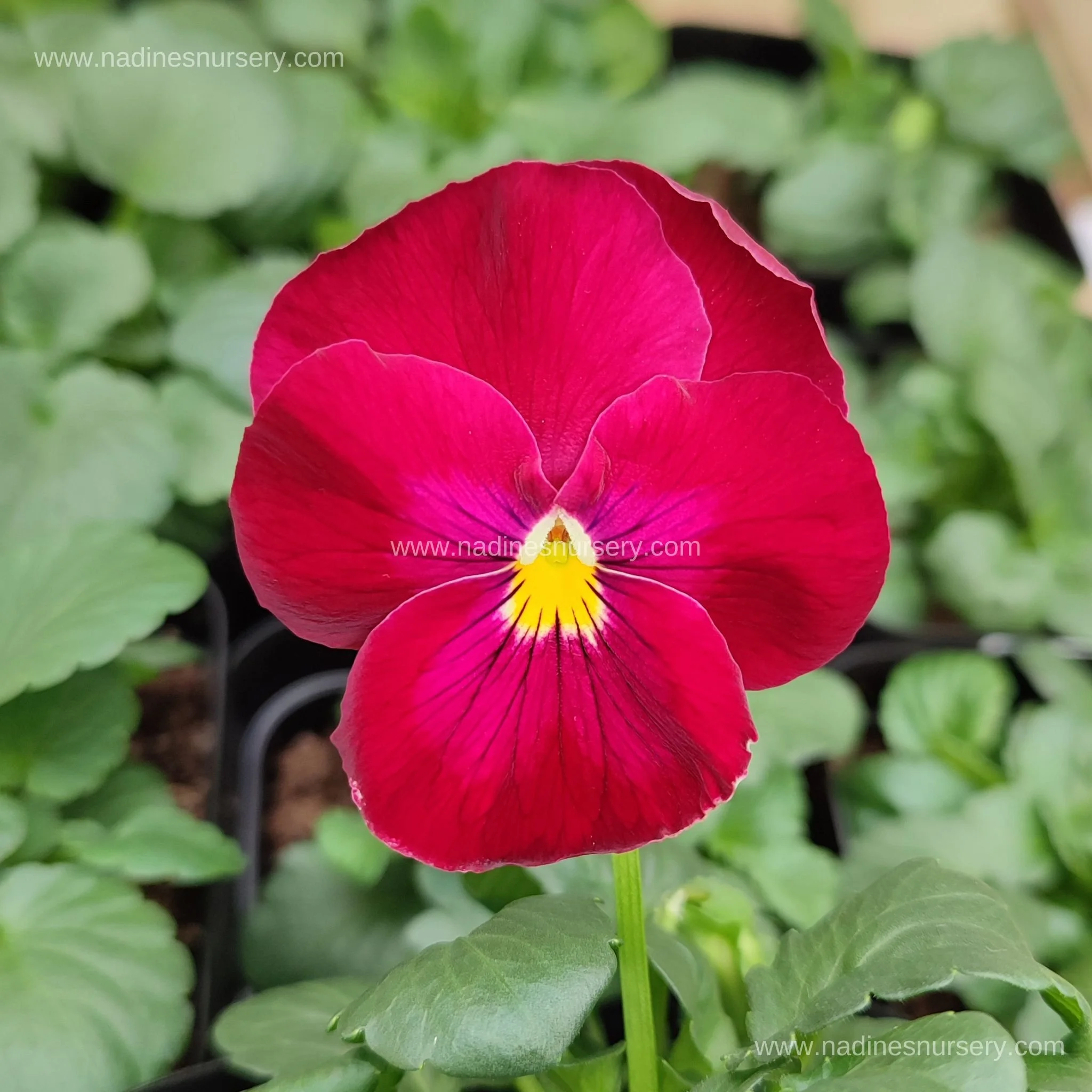 Pansy - Matrix Rose (3.5