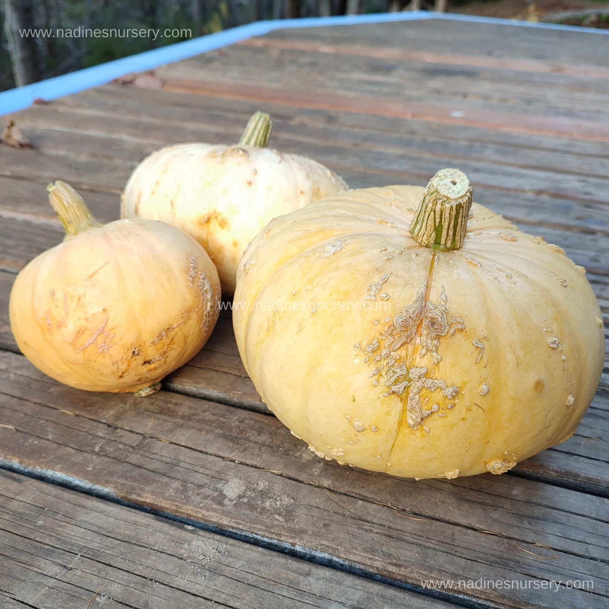 Squash - Galeux d'Eysines (3.5" pot)