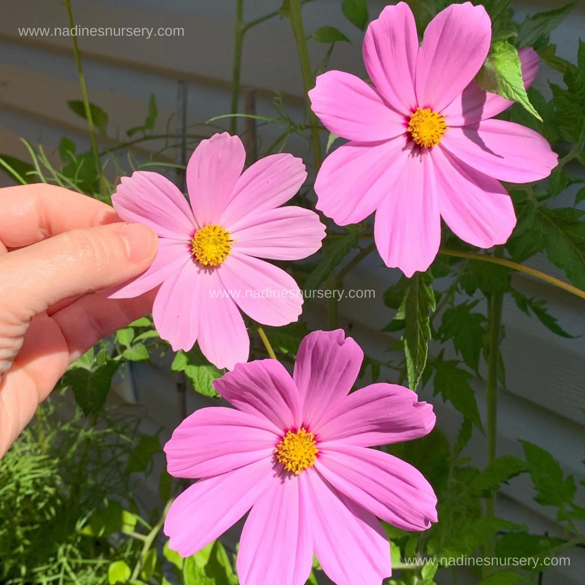 Cosmos - Gloria (3.5