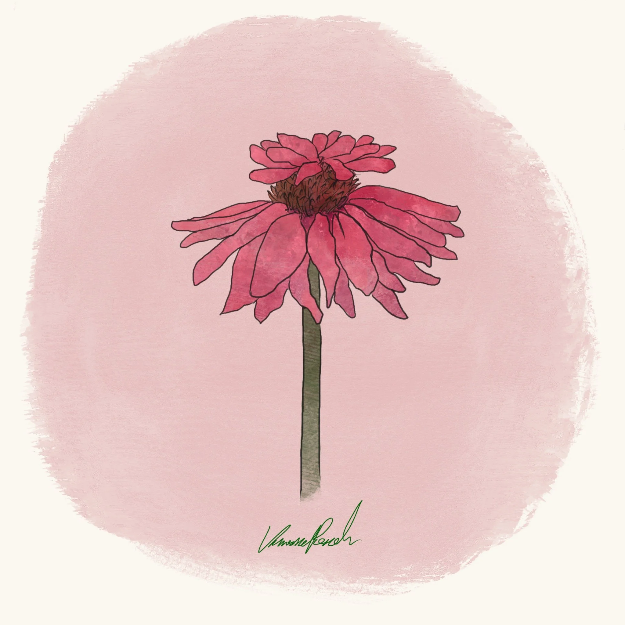 Echinacea - Doubledecker (3.5