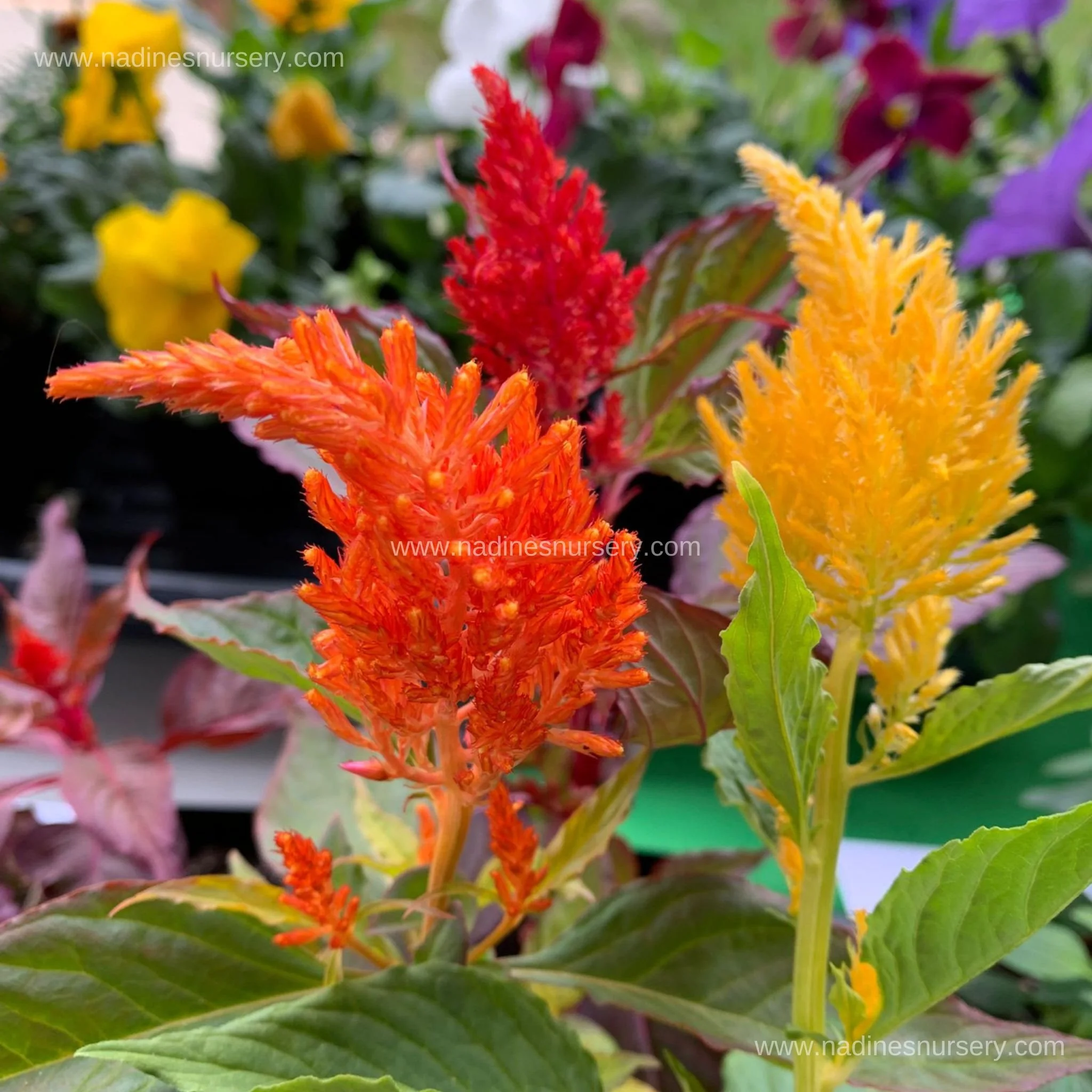 Celosia - Century Mix (3.5