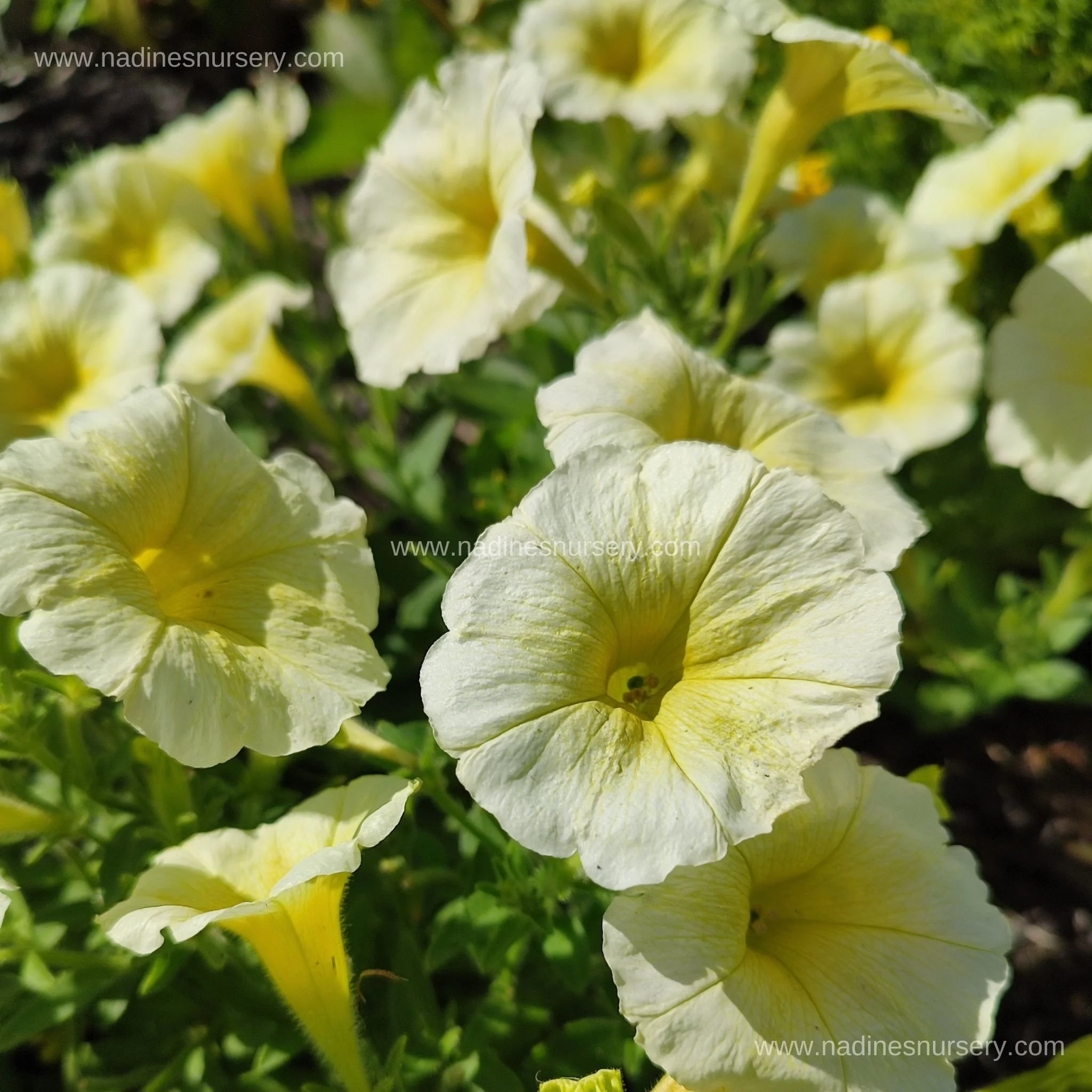 Petunia - Easy Wave Yellow (5