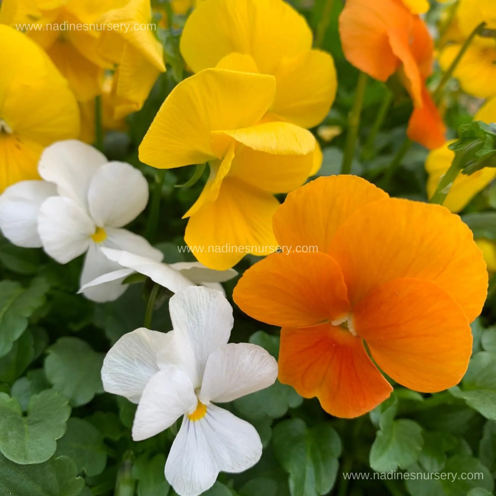 Viola - Sorbet XP Citrus Mix (3.5" pot)