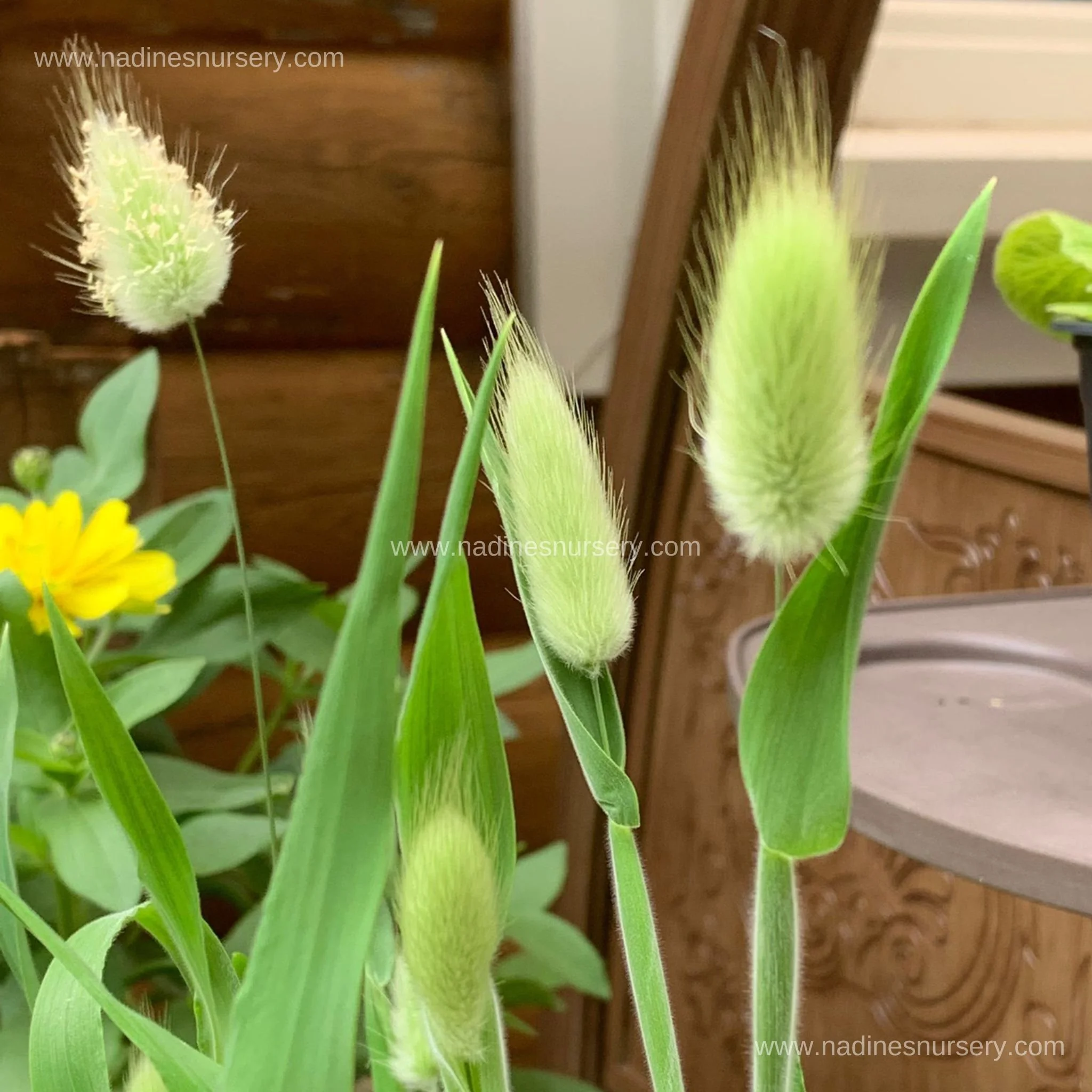 Ornamental Grass - Bunny Tails (3.5" pot)