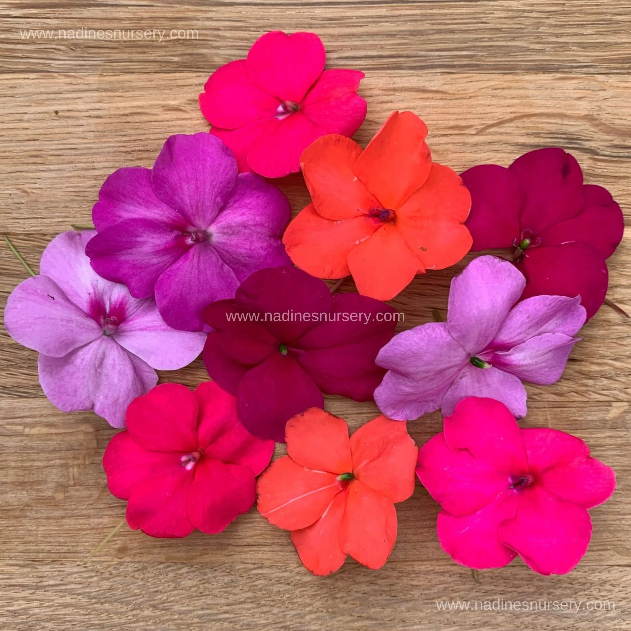 Impatiens - Xtreme Utopia Mix (4-pack)