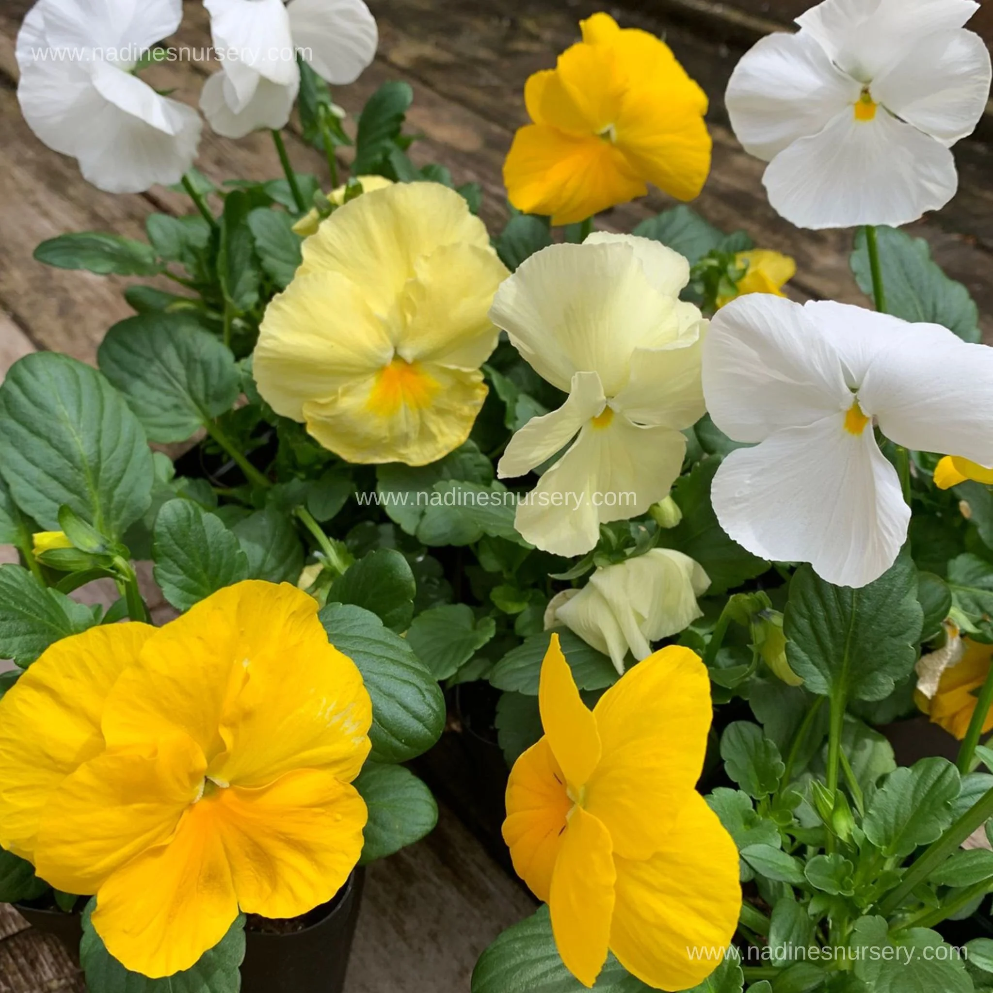 Pansy - Delta Classic Buttered Popcorn (3.5